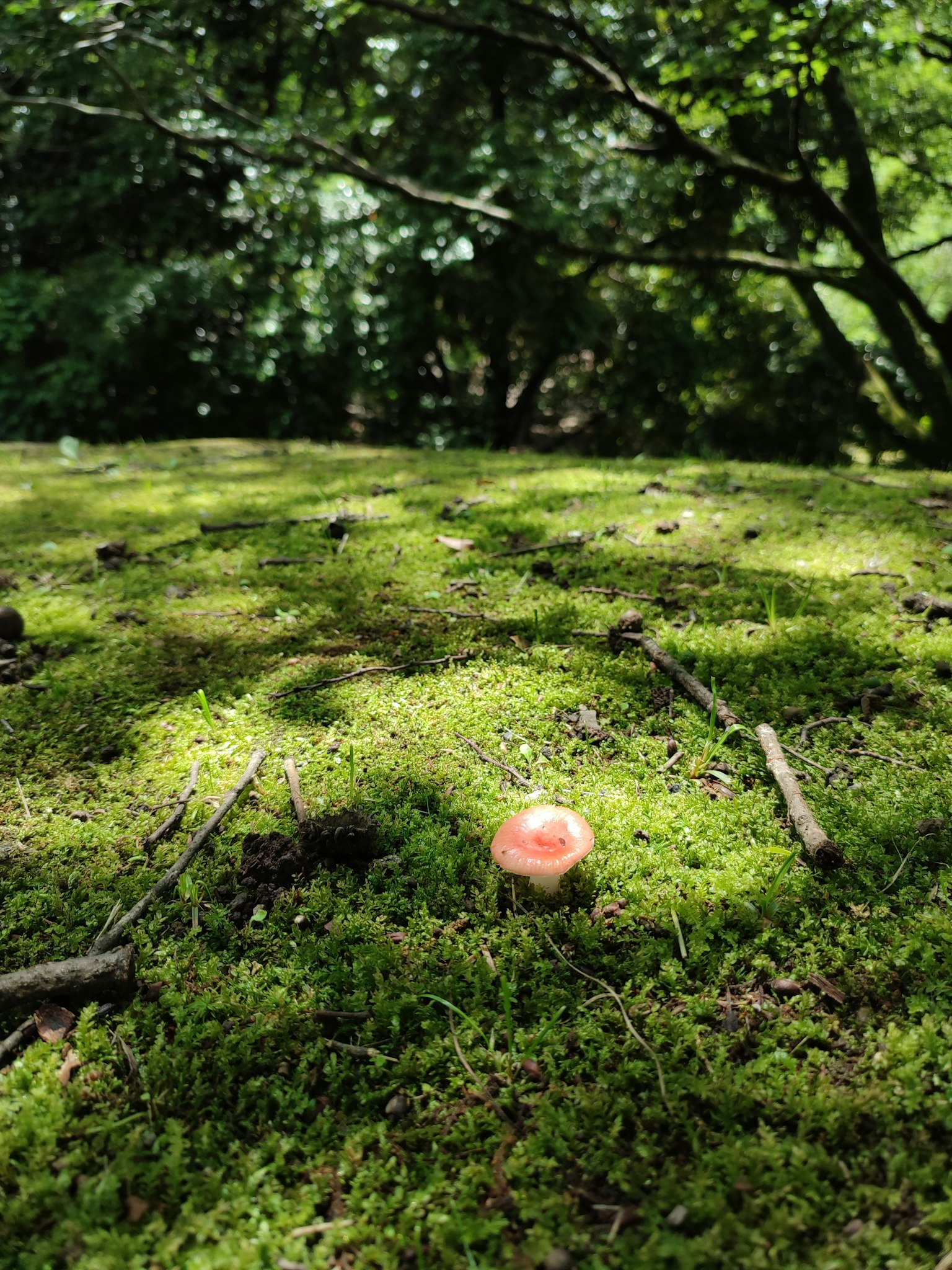 Un petit champignon rose sur de la mousse verte avec des brindilles éparpillées