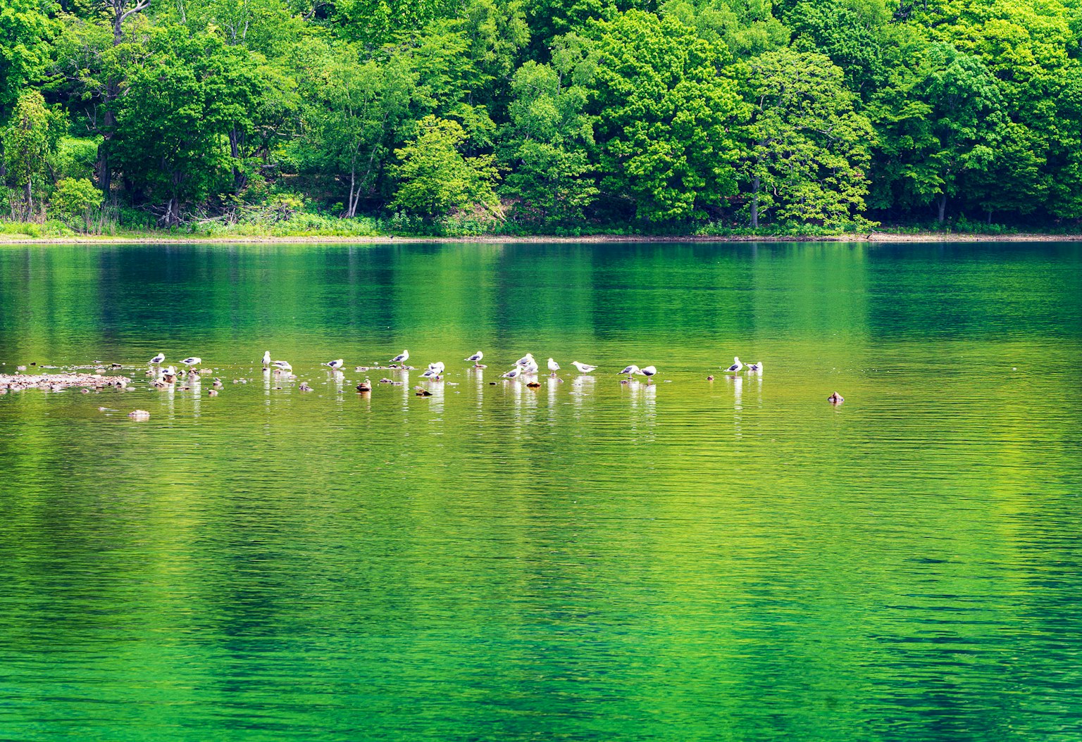 Calm lake surrounded by lush green trees with white birds floating