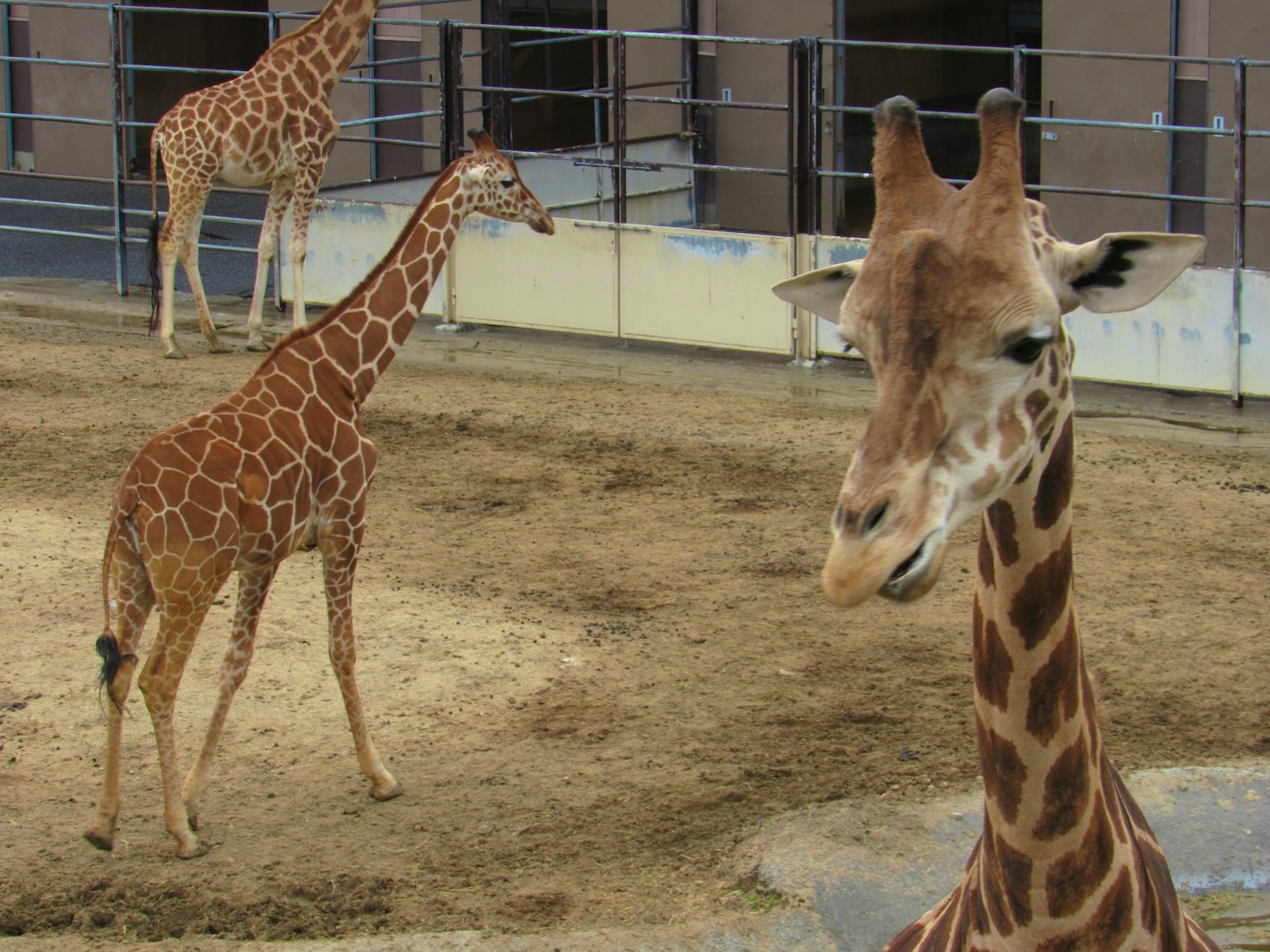 Una escena con varias jirafas en un recinto del zoológico