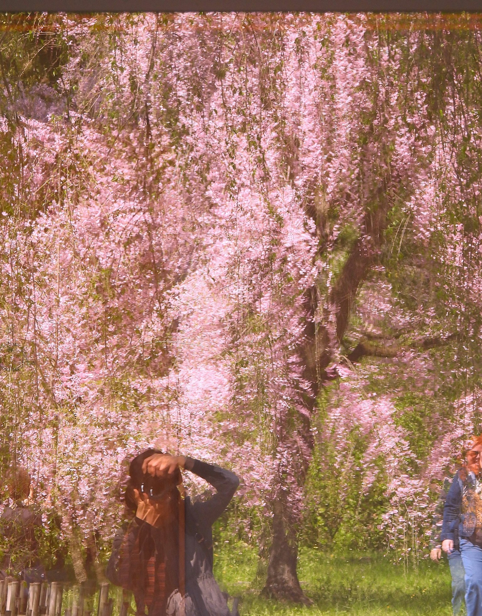 Une femme posant sous un cerisier en fleurs avec un enfant à proximité