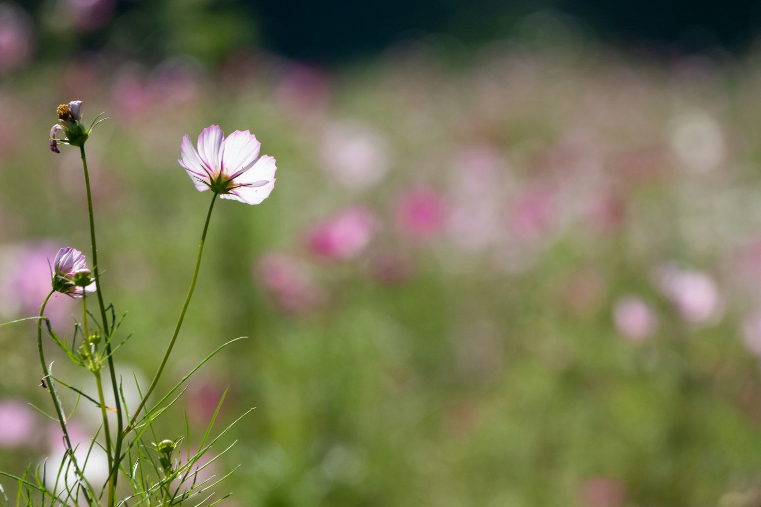 Un campo di fiori colorati con un fiore rosa chiaro in primo piano