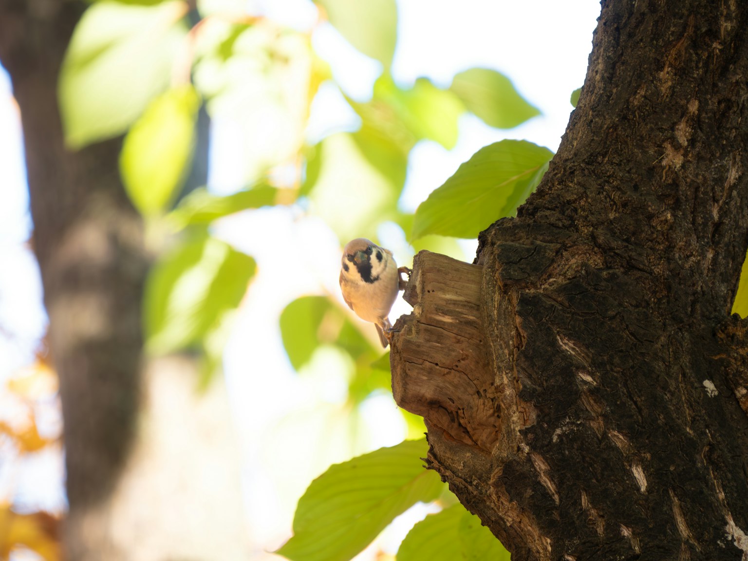 Un petit oiseau émergeant entre les feuilles vertes d'un arbre