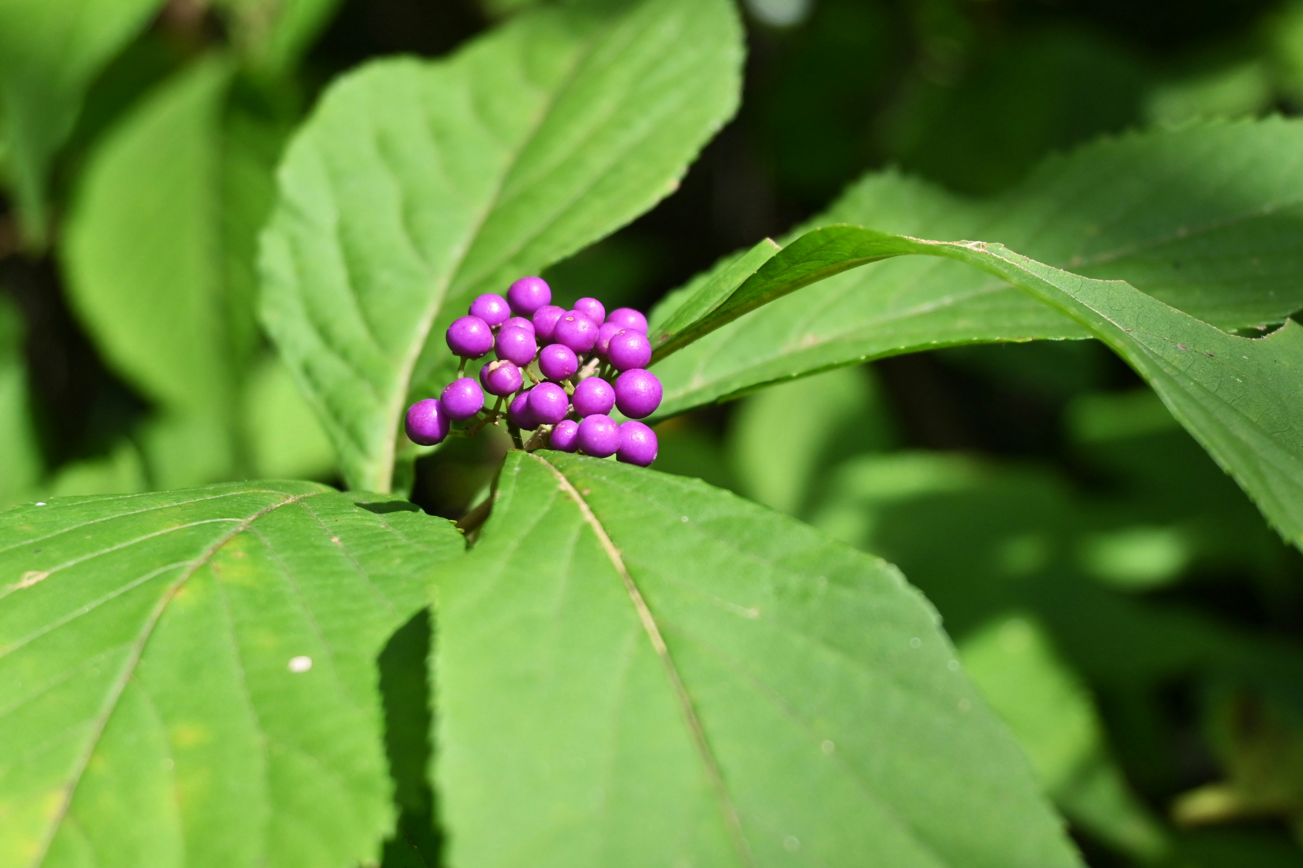 chùm quả tím callicarpa trên lá xanh hình ảnh