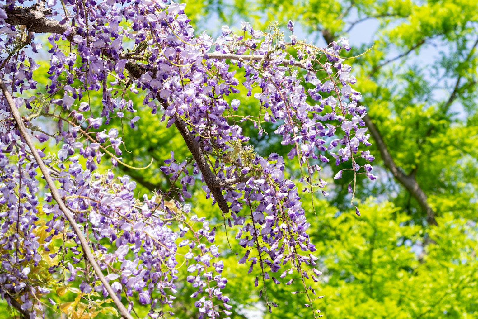 Branche de fleurs de glycine violettes sur fond vert
