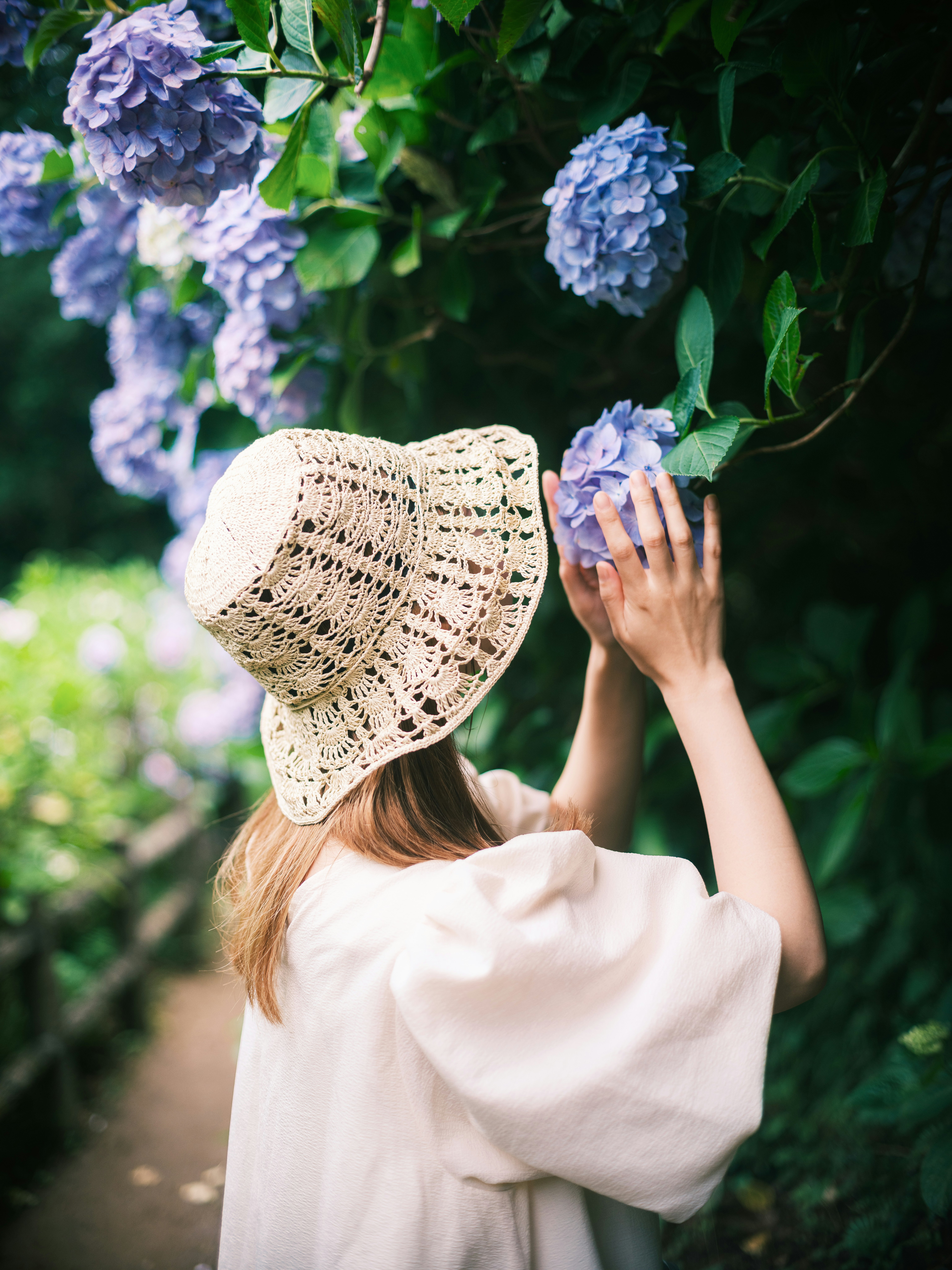 紫陽花の咲く庭で麦わら帽子をかぶった女性が花に触れる