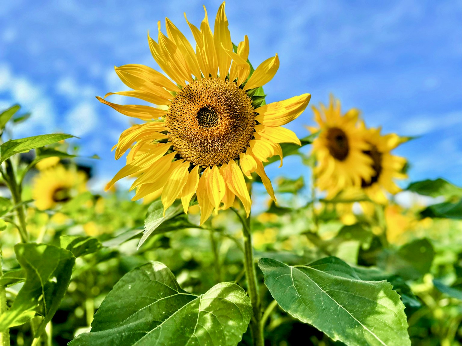 Sunflowers blooming under a bright blue sky