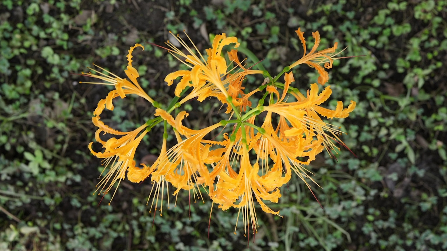 Fleur jaune vif s'épanouissant sur un fond vert