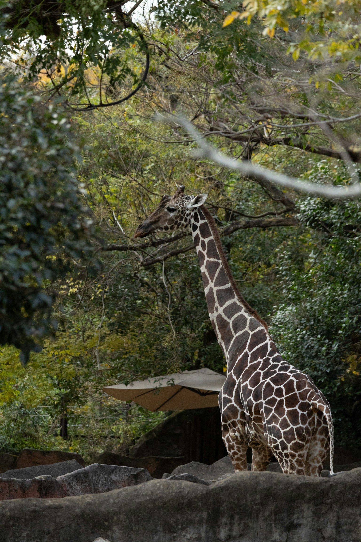 Una jirafa de pie entre árboles con follaje verde de fondo
