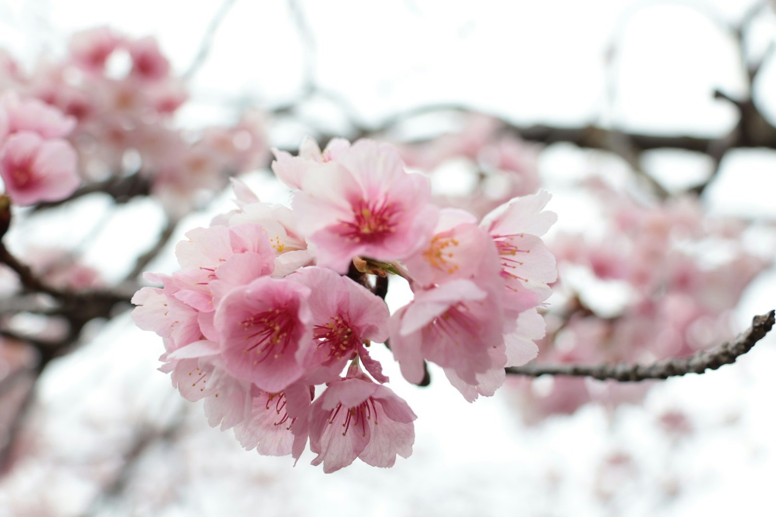 Gros plan sur des fleurs de cerisier sur des branches