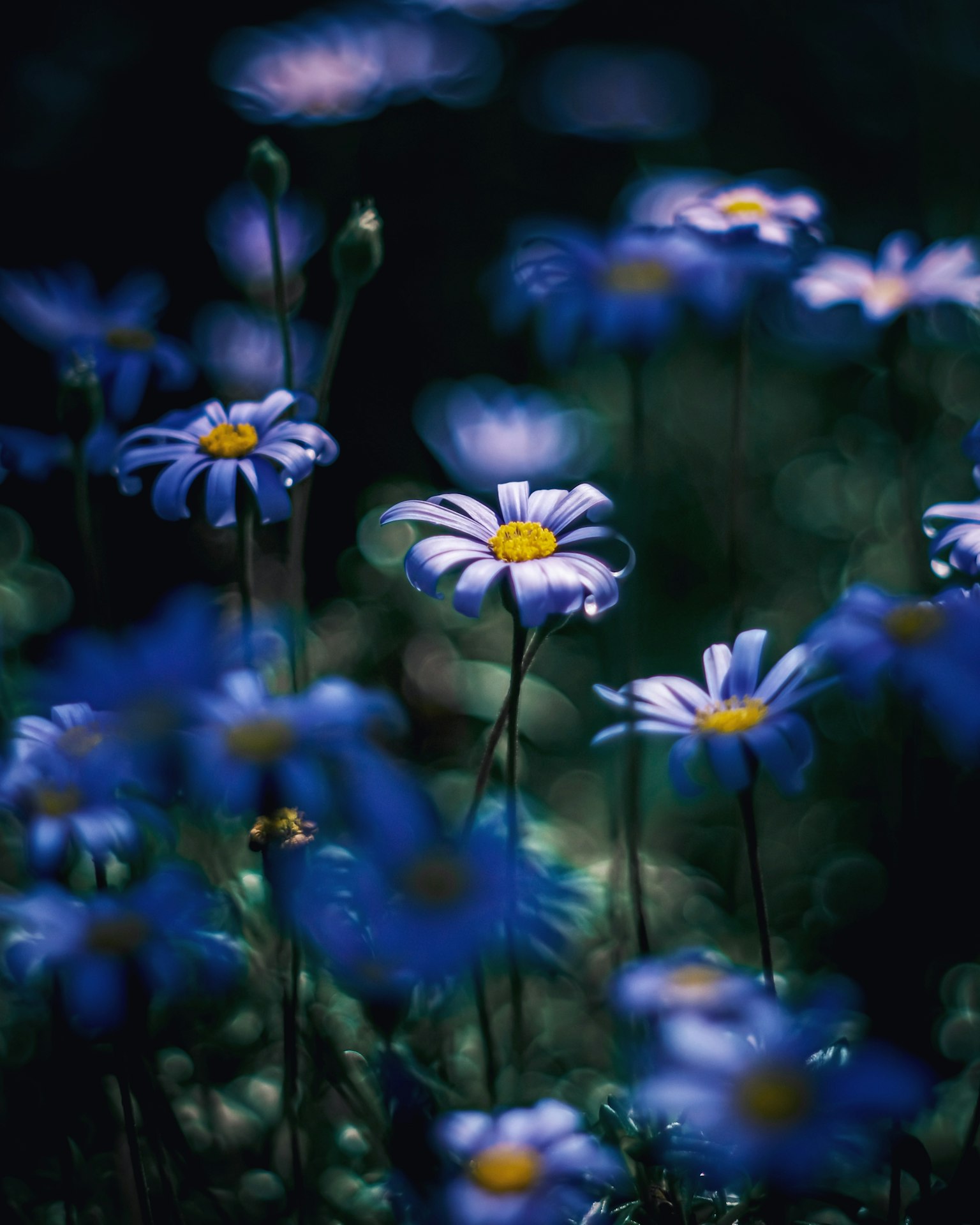 Blaue Blumen, die vor einem dunklen Hintergrund blühen