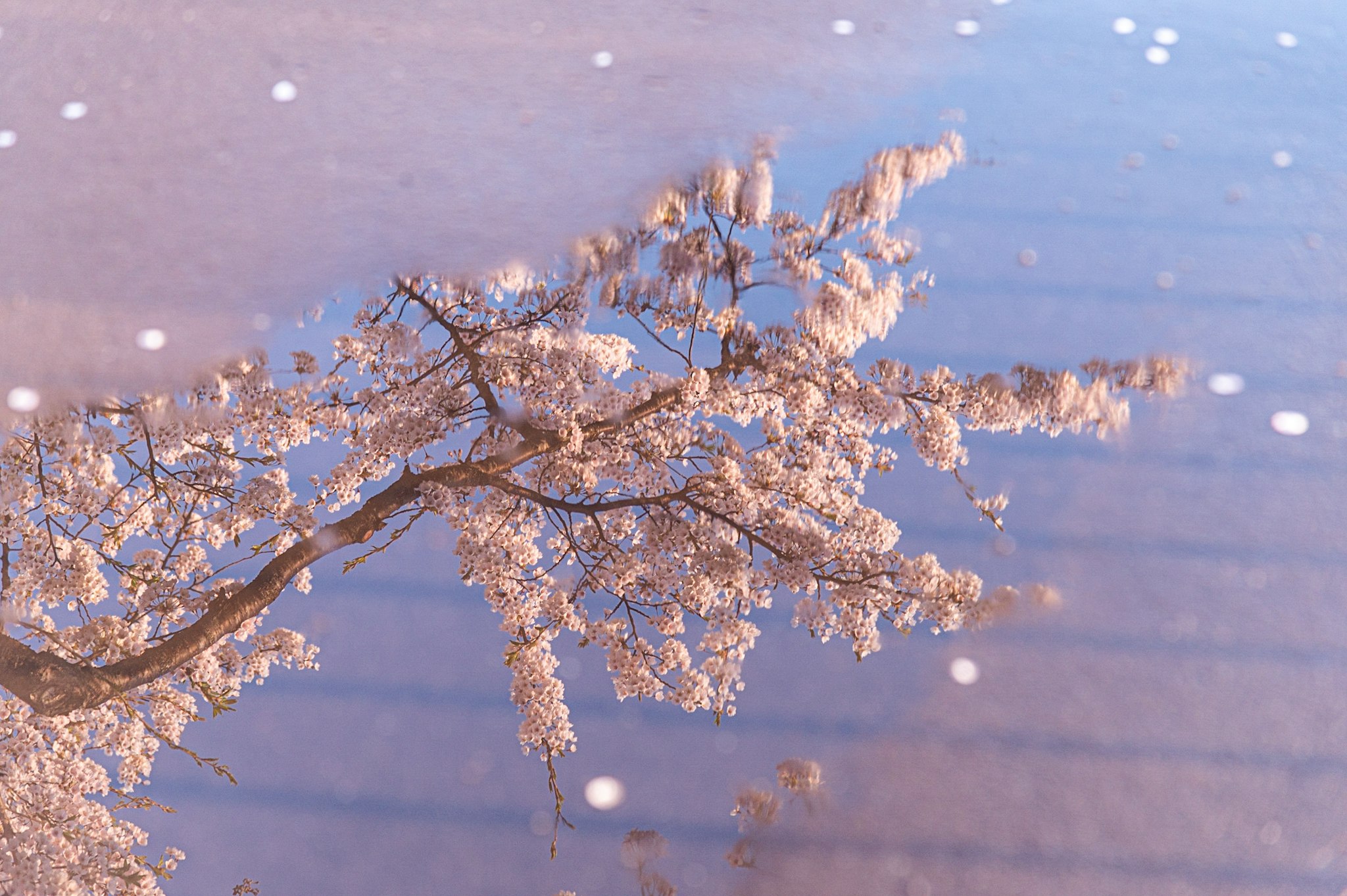 雪のような花びらが舞う桜の枝と青空の背景