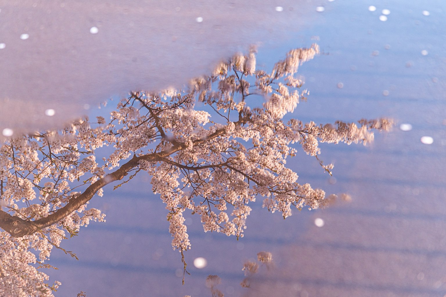 Vue magnifique des branches de cerisier réfléchies sur la surface de l'eau