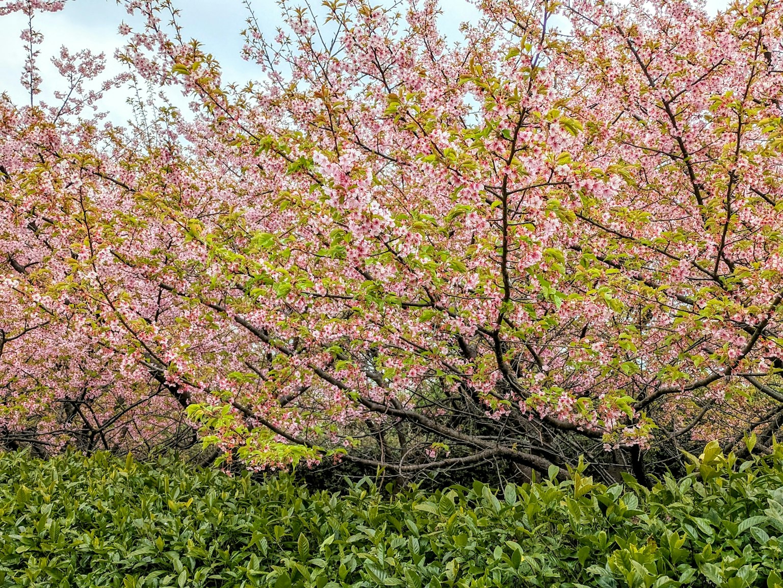Árboles de cerezo en flor con flores rosas en primer plano de un follaje verde exuberante
