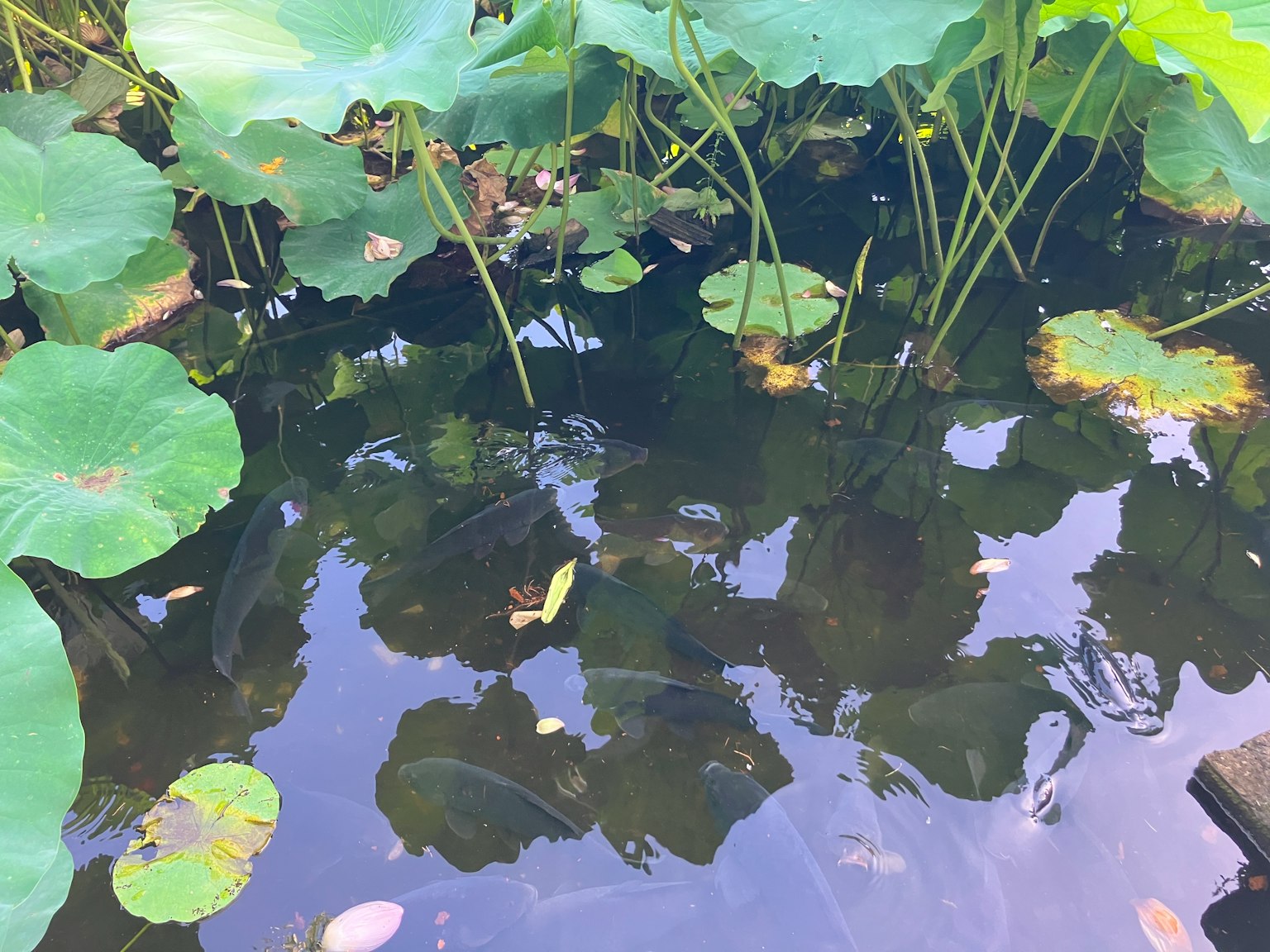 Refleksi daun hijau dan tanaman air di permukaan air