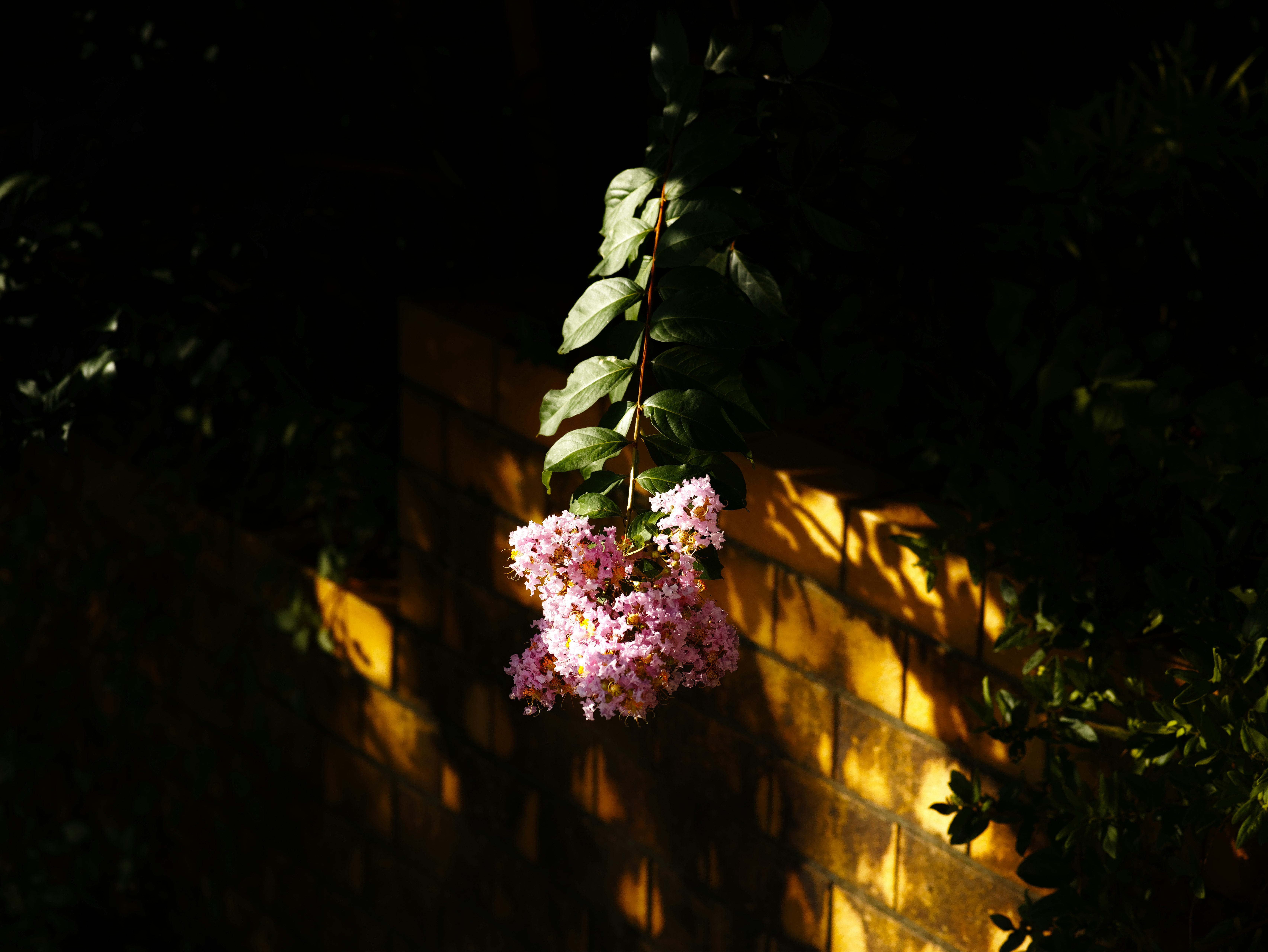 夜の壁に咲く花と葉の小さな飾り