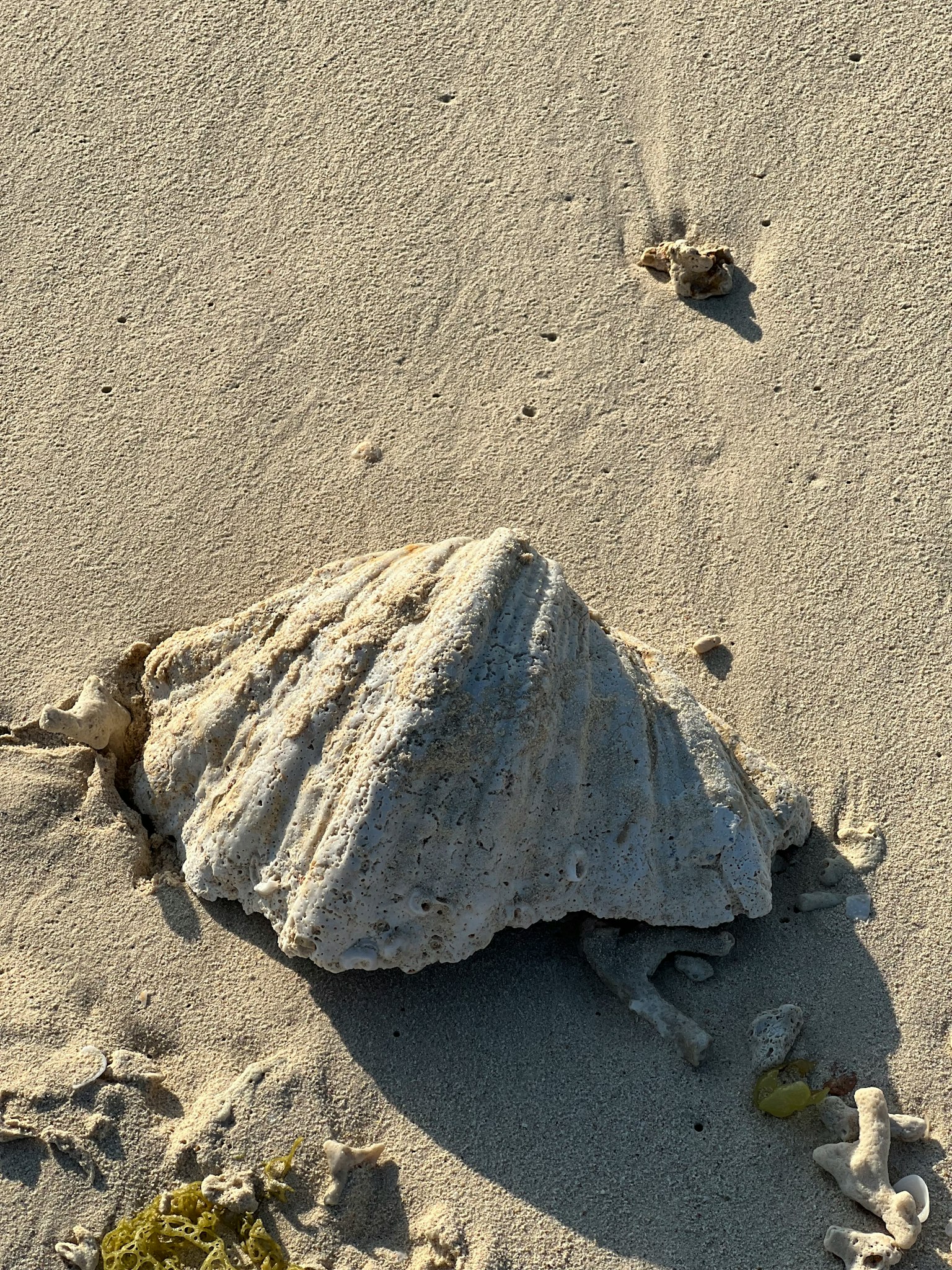 Bild einer großen Muschel am Strand