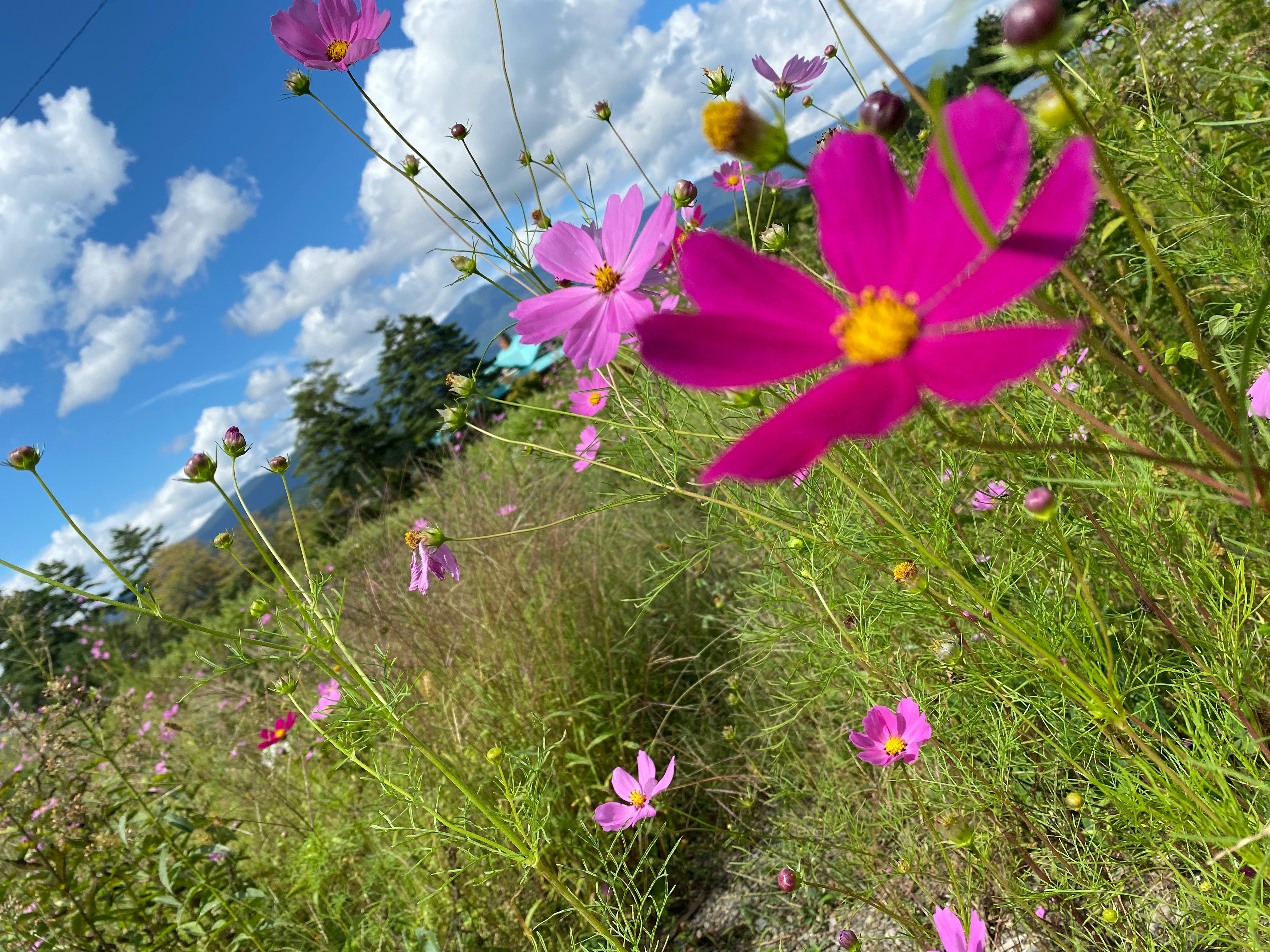 Campo di fiori di cosmo in piena fioritura sotto un cielo azzurro