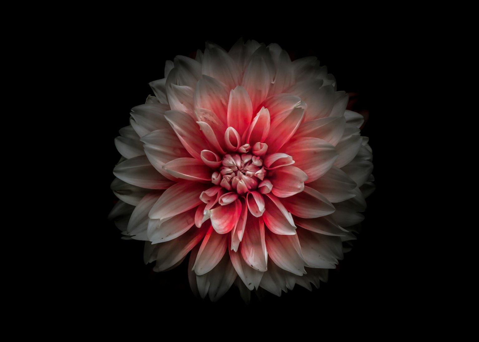 A vibrant red and white flower stands out against a black background