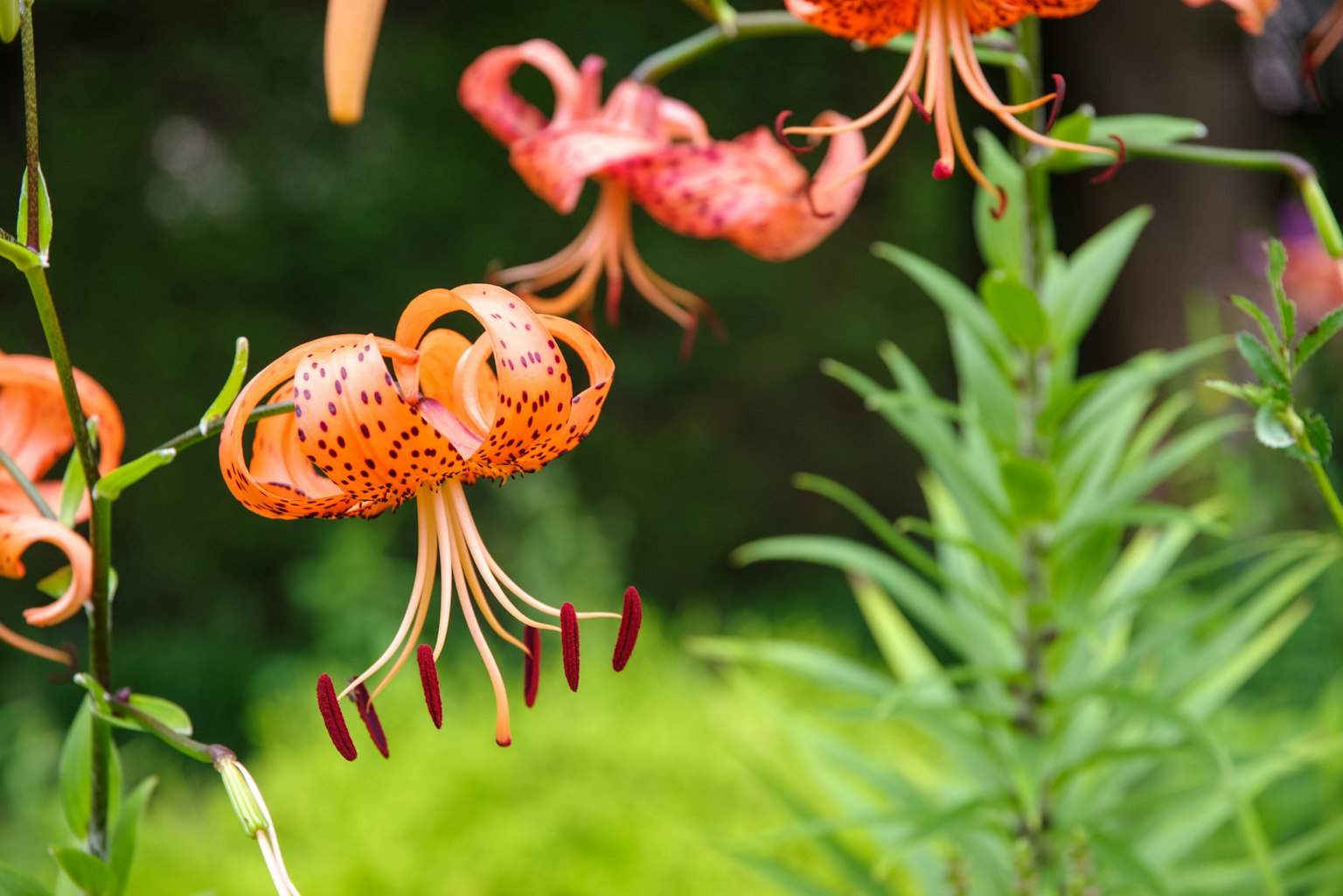 Vibrant orange lilies in bloom with green foliage in the background