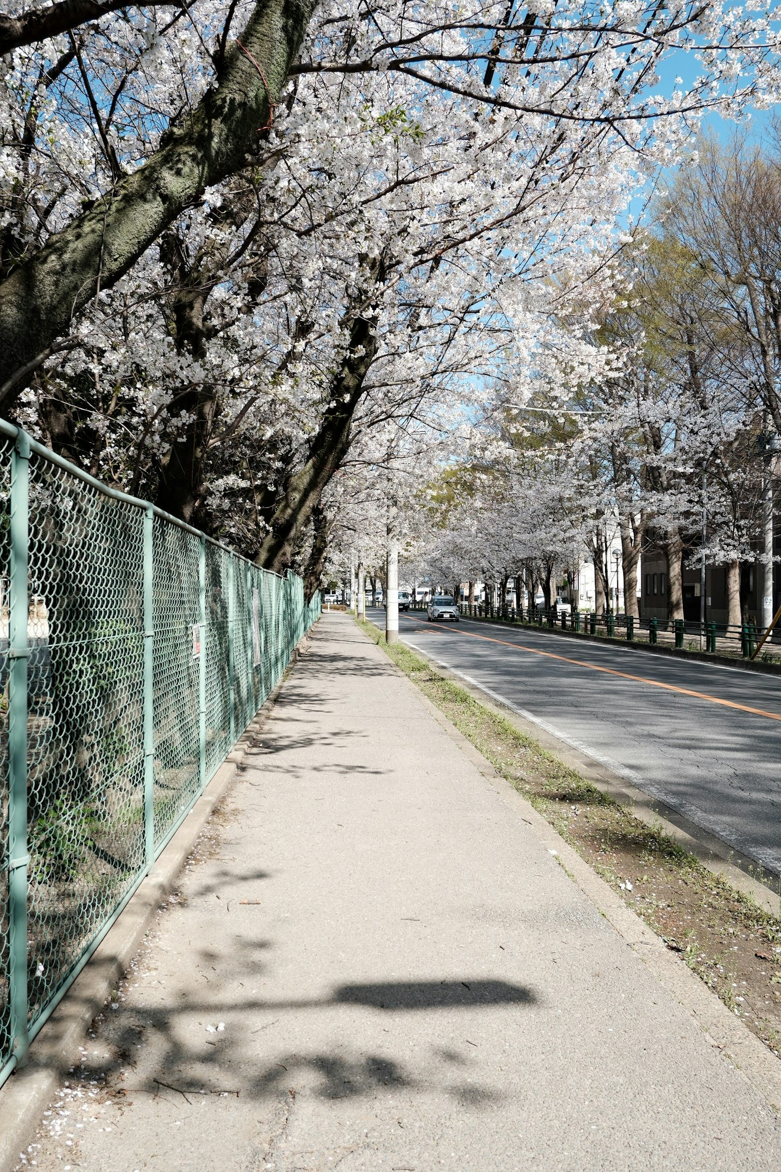 Pemandangan indah trotoar yang dihiasi pohon sakura dan jalan