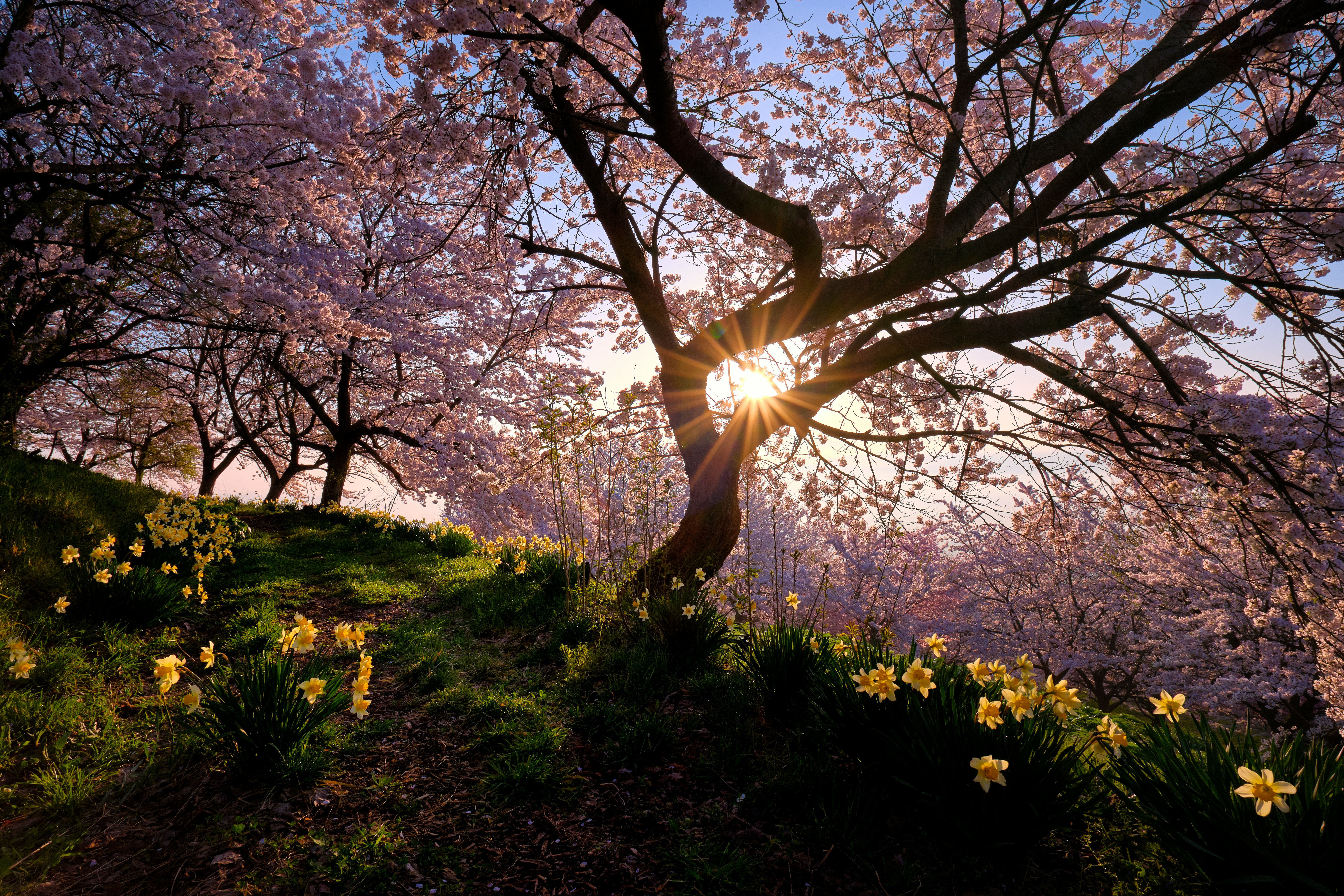 Ein großer Kirschbaum in Blüte mit Sonnenlicht über einem blühenden Blumenbeet