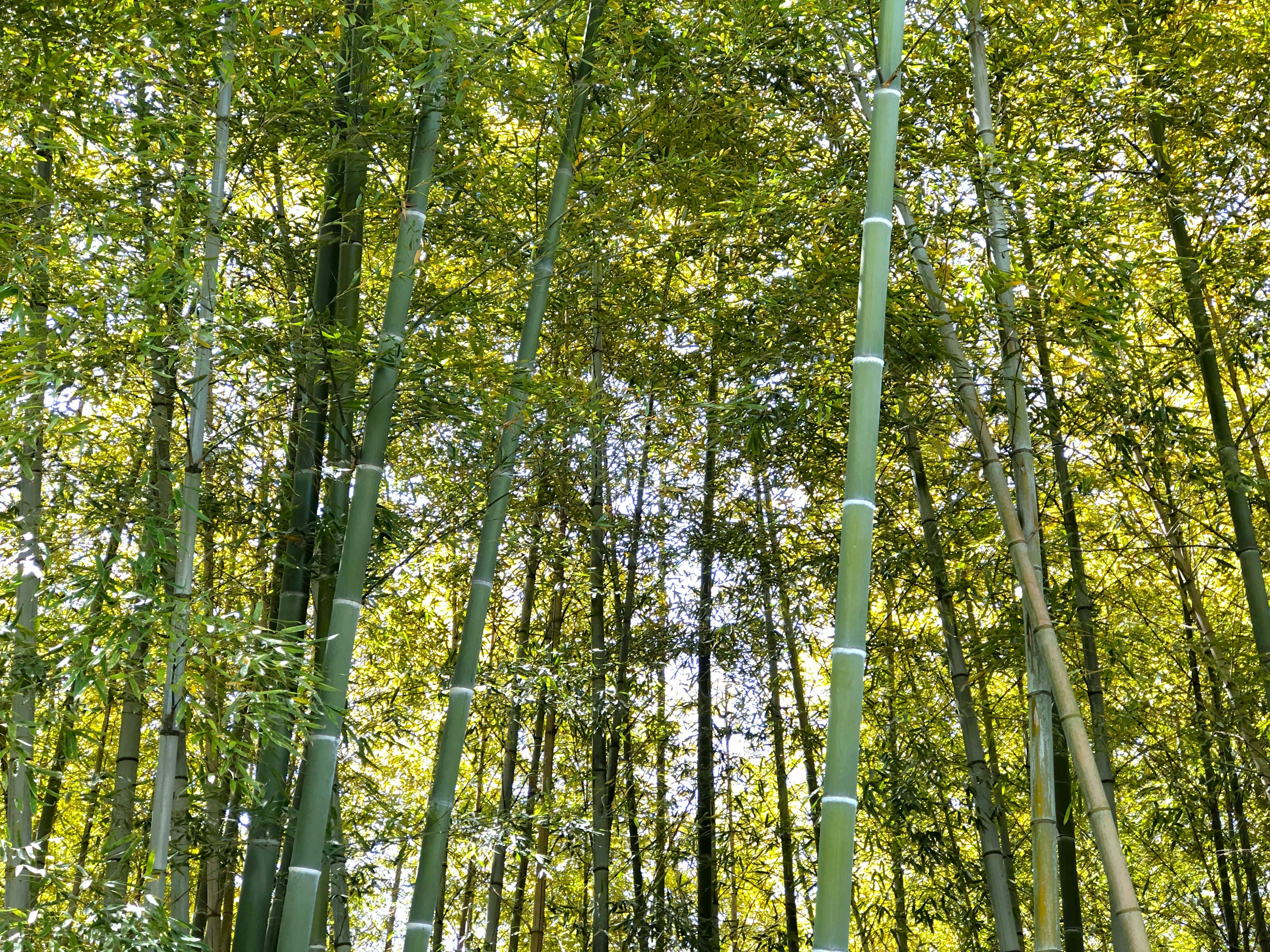 青空の下で光が差す竹林の並木