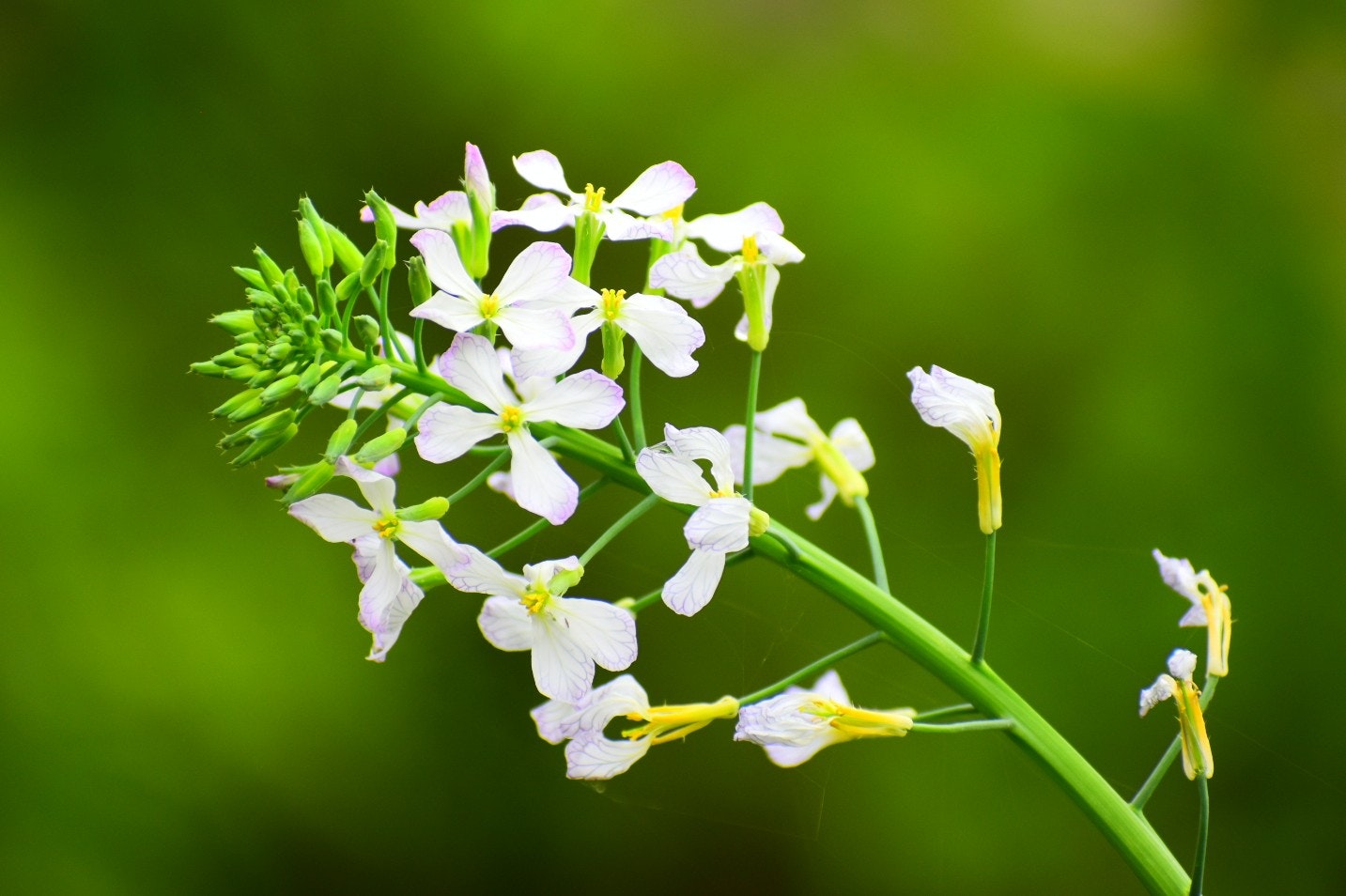 白い大根の花のクローズアップ