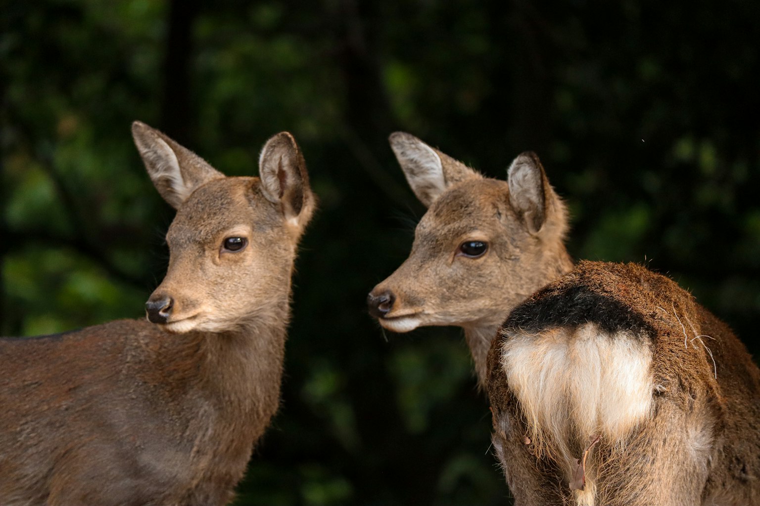 Two young deer standing side by side with a blurred background