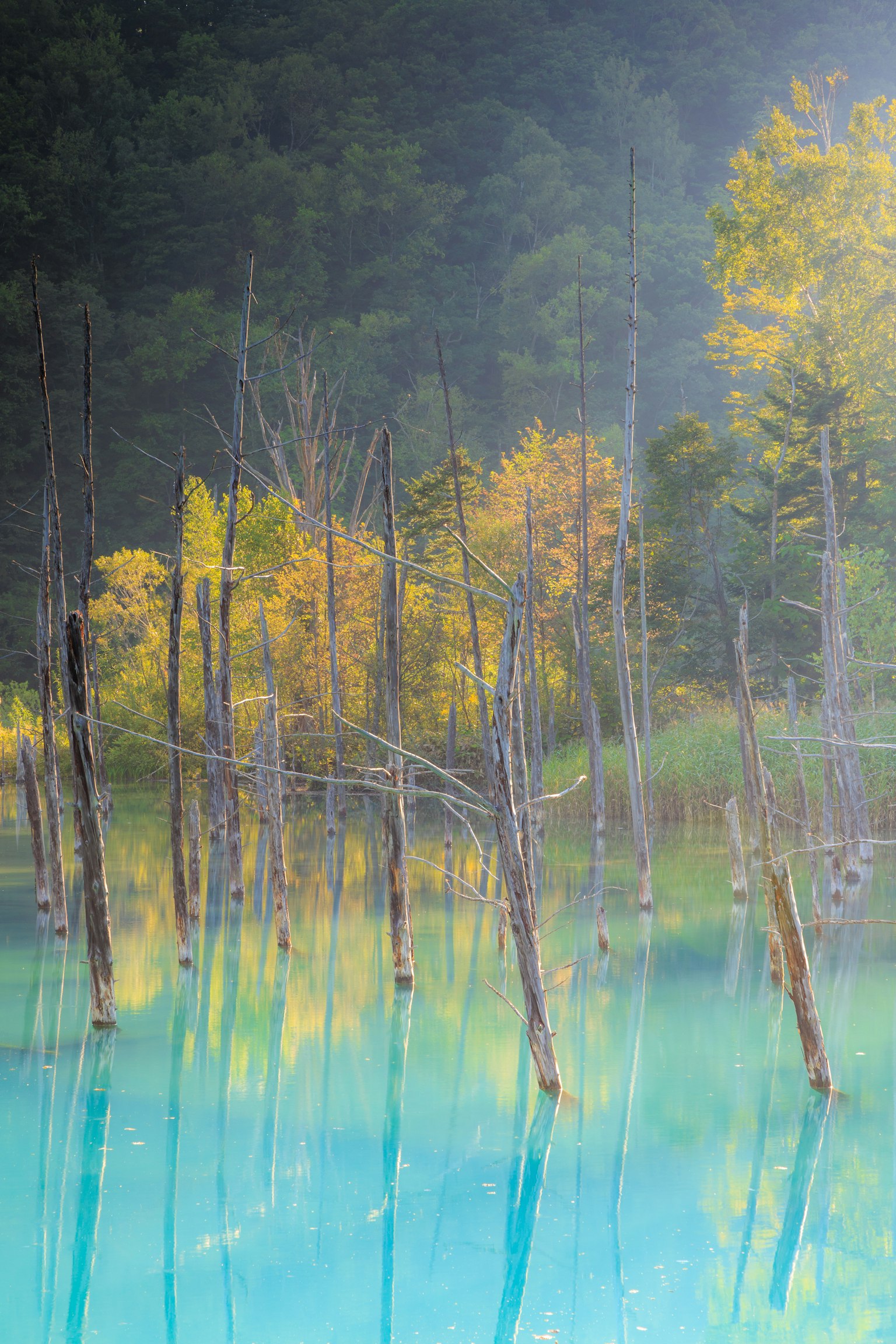 Foglie autunnali che si riflettono su acqua turchese con tronchi d'albero morti