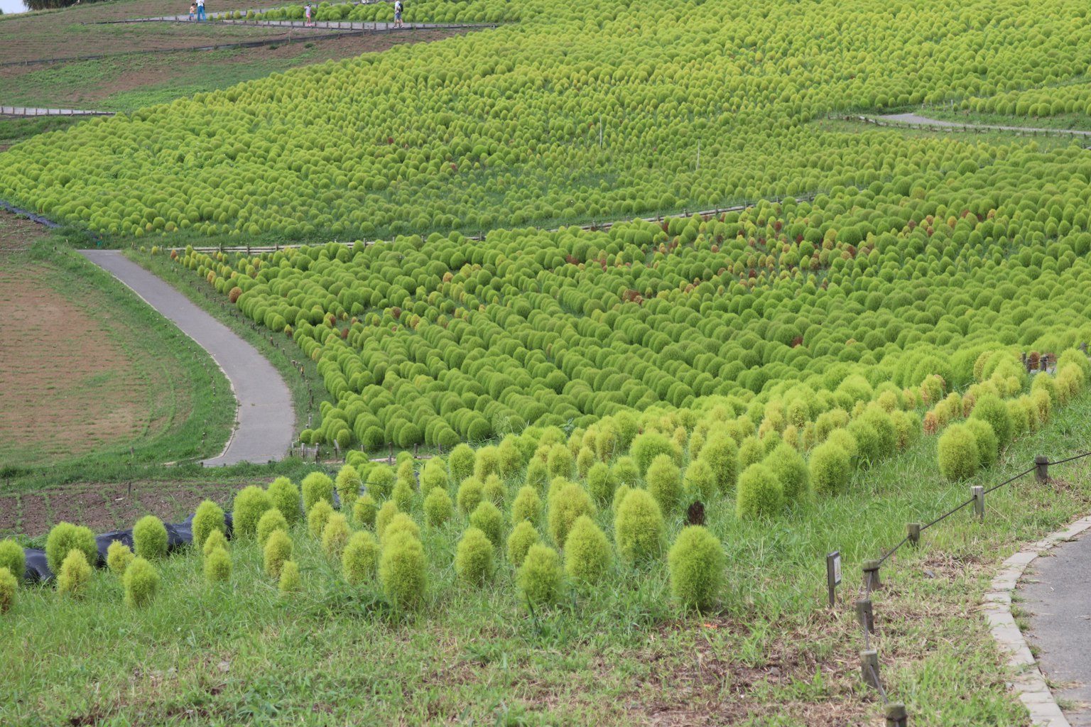 Colline verdi con erba vibrante e sentieri tortuosi