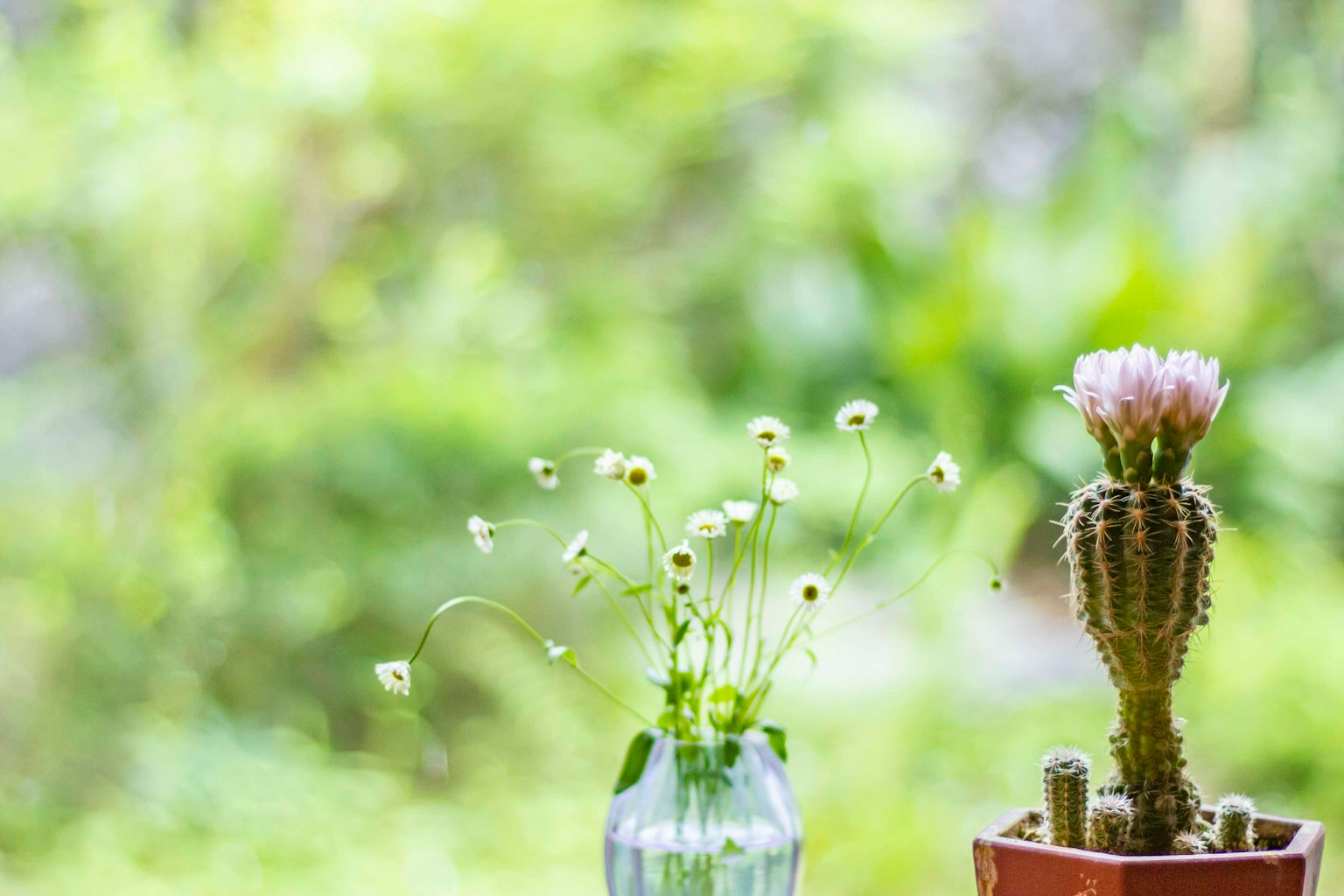 Un pequeño jarrón con flores blancas y un cactus sobre un fondo verde