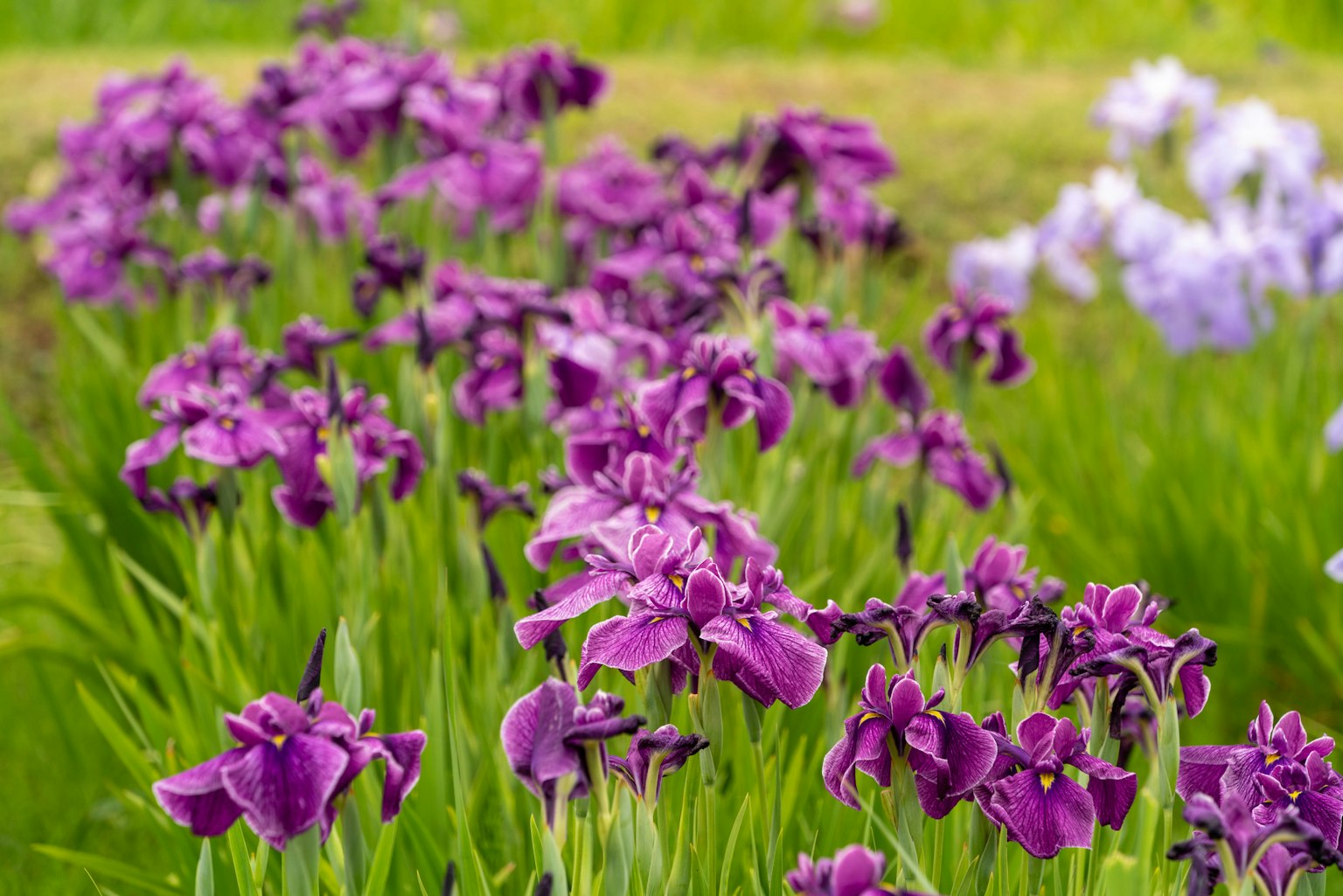 Paysage magnifique avec des fleurs d'iris violet en fleurs