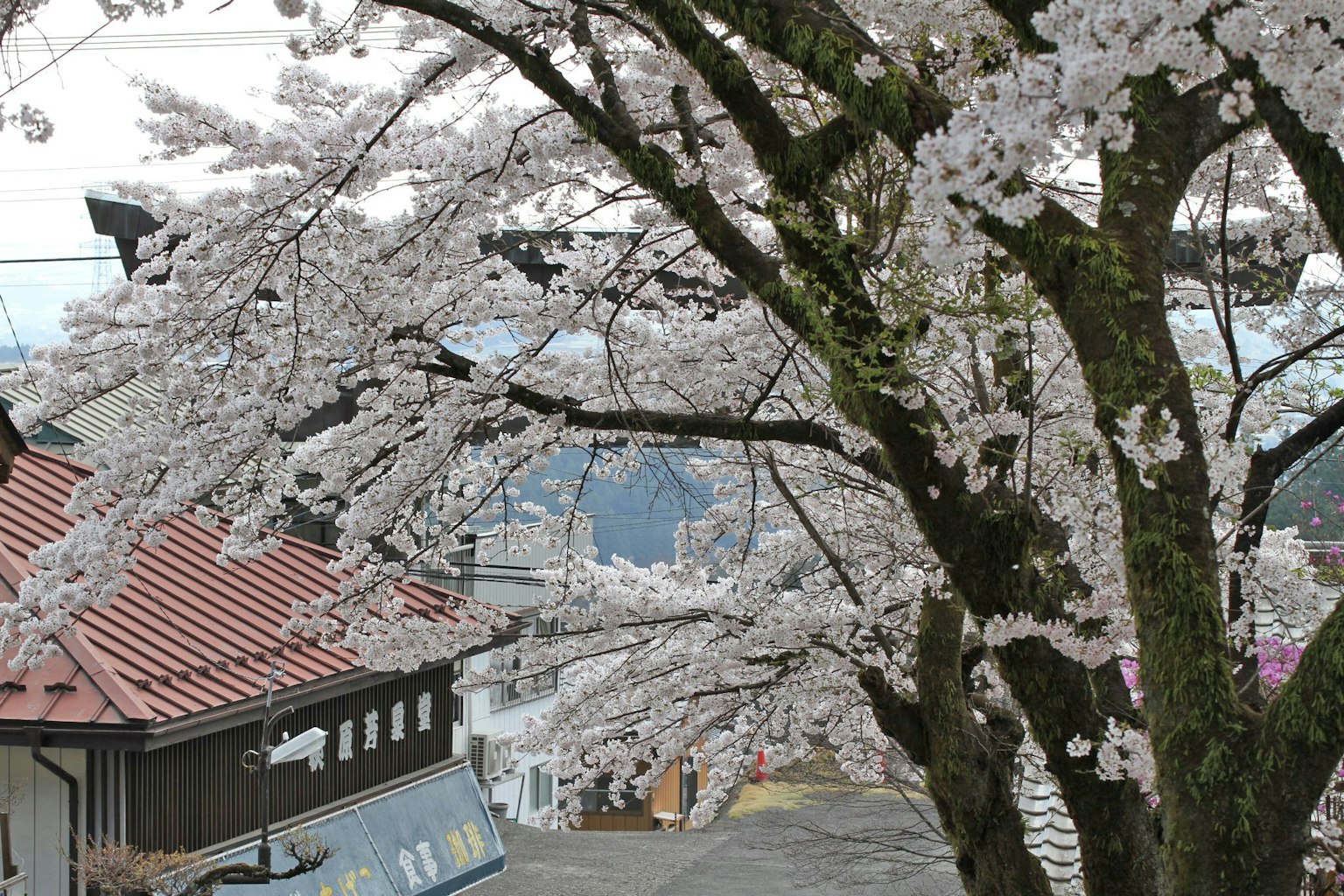 Kirschbaum in Blüte mit Häusern im Hintergrund