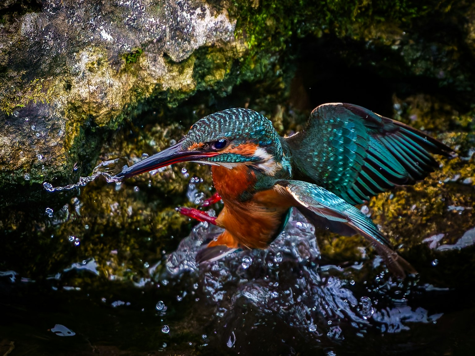 Un martin-pêcheur vibrant émergeant de l'eau avec des éclaboussures autour de lui