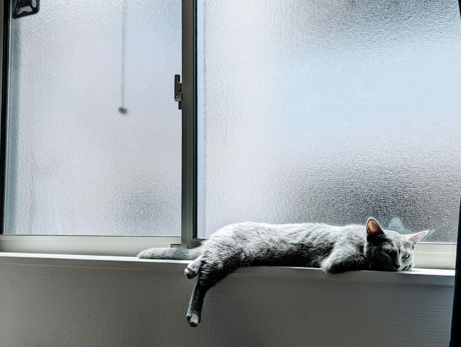 Gray cat lounging on a windowsill