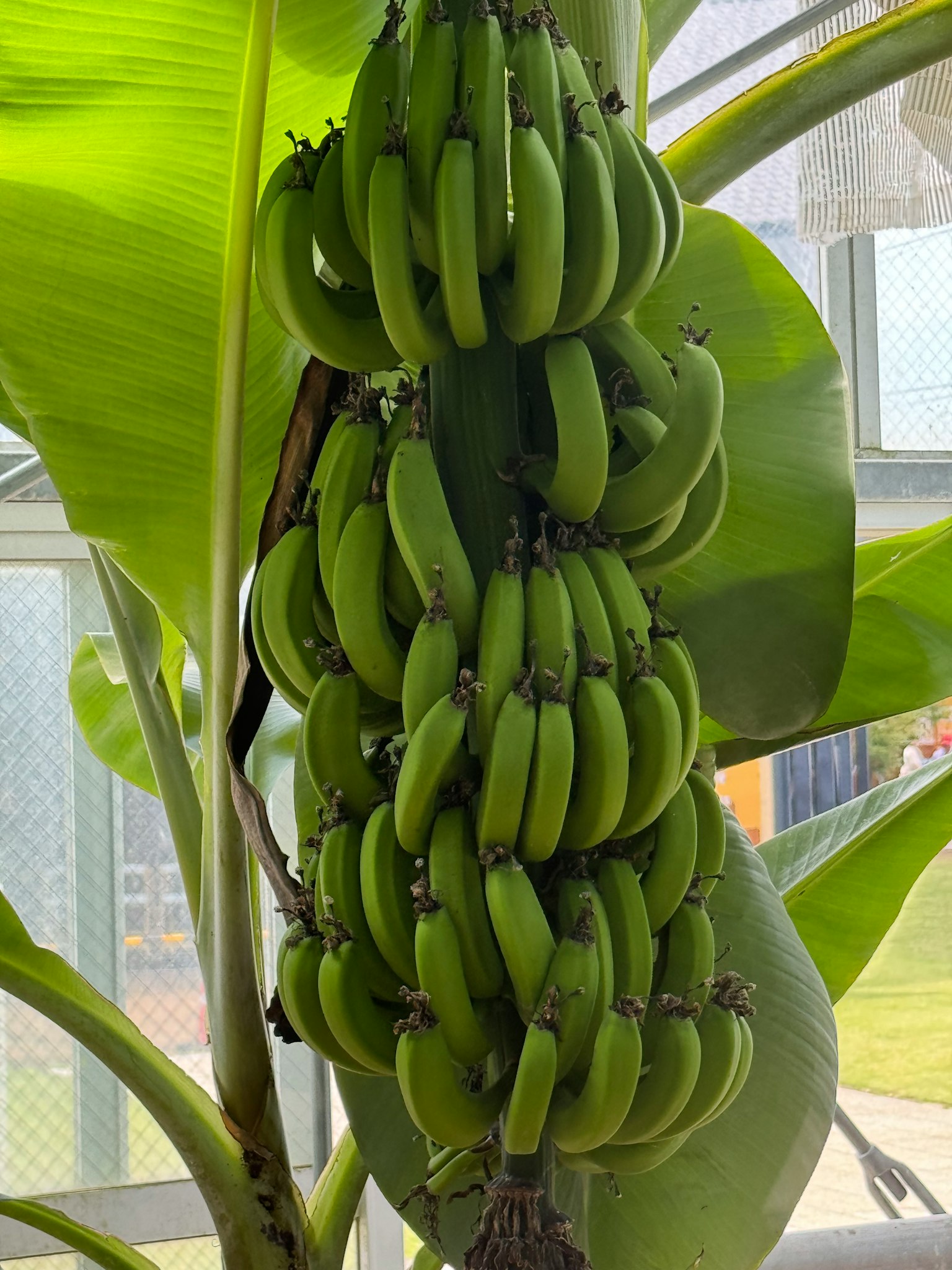Stessa di banane verdi appese a una pianta