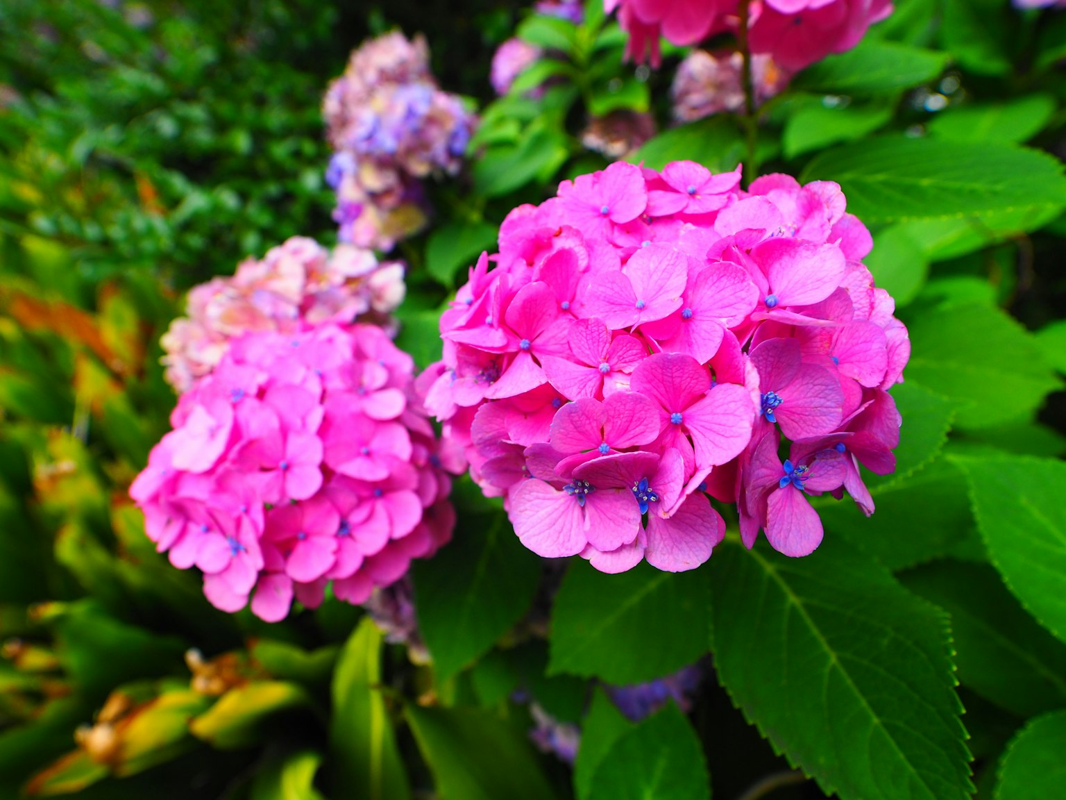 Fiori di ortensia rosa vivace circondati da foglie verdi