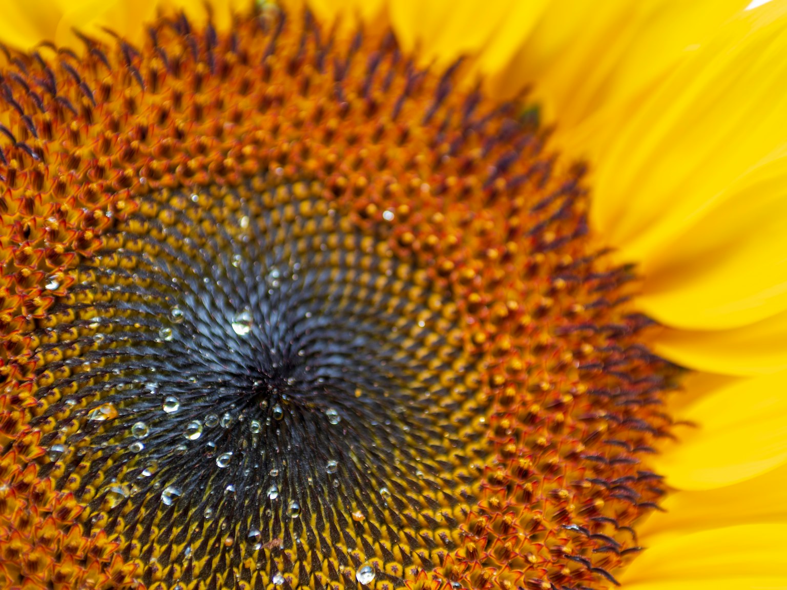 Nahaufnahme des Zentrums einer Sonnenblume Helle gelbe Blütenblätter und komplexe Anordnung der Samen