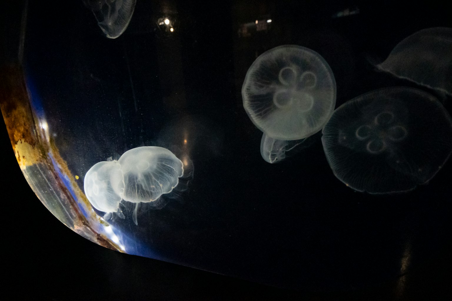 透明水母在水族館中漂浮