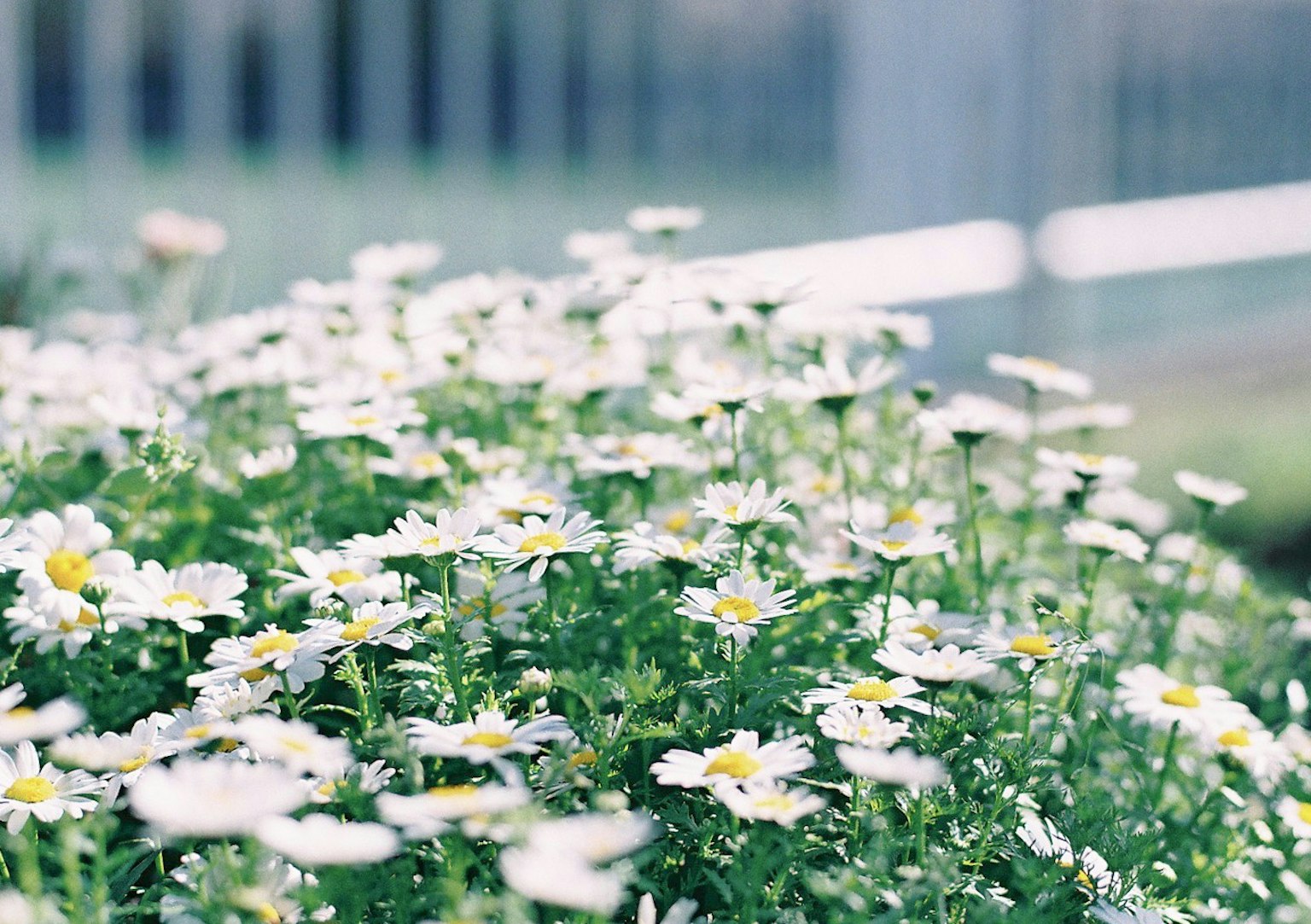 Un groupe de fleurs blanches épanouies parmi un feuillage vert