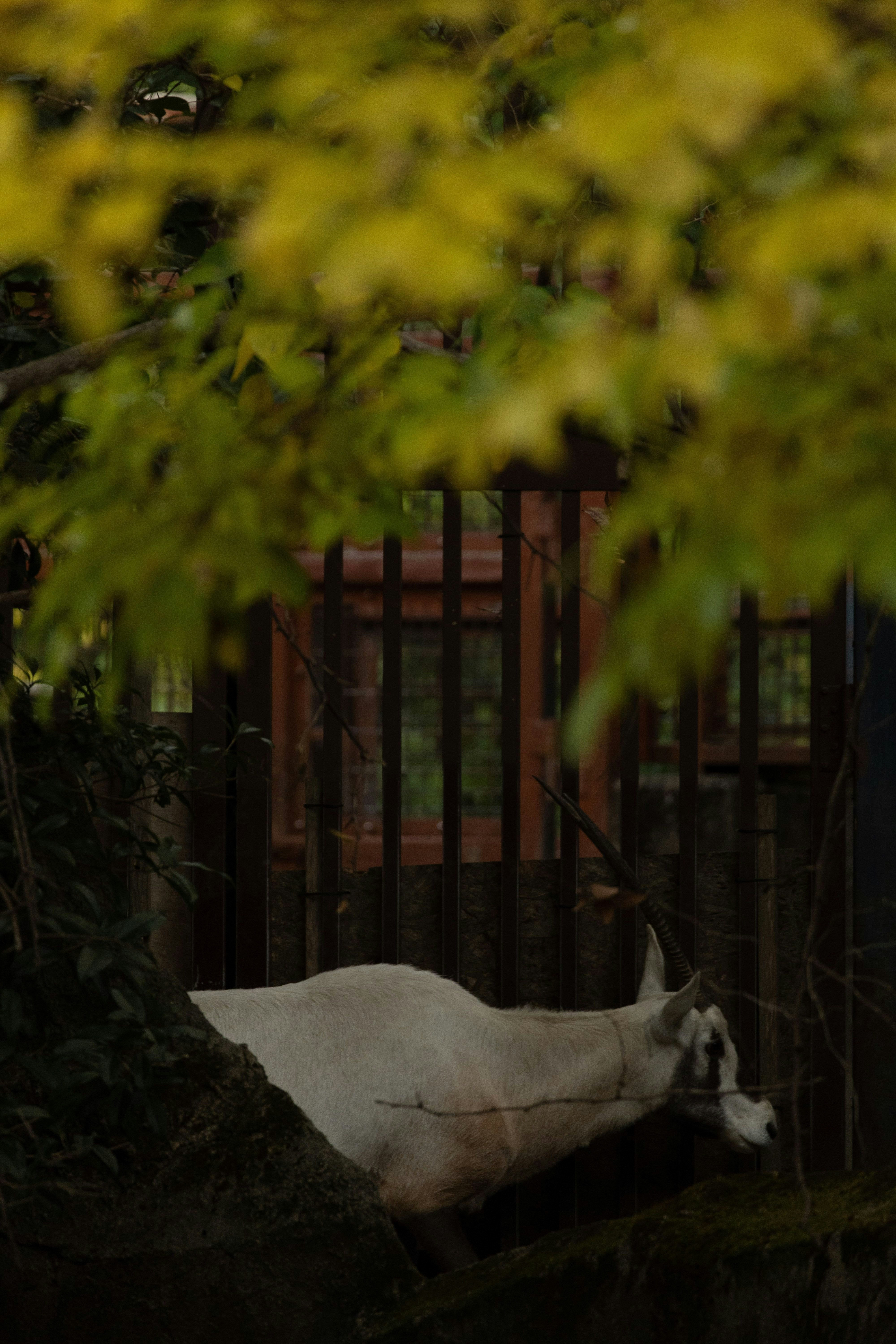 cheval blanc et poulain au repos parmi les arbres