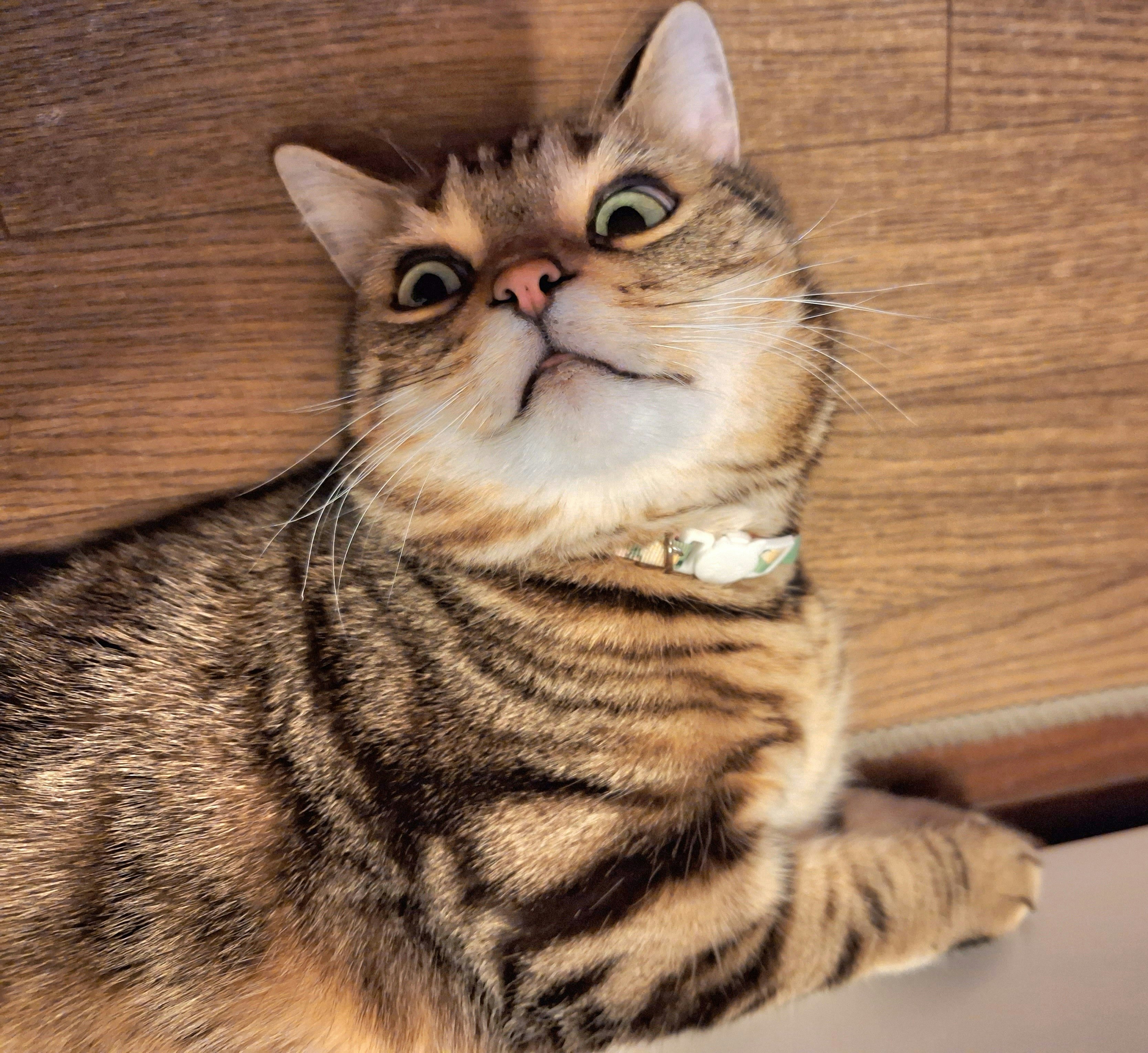 tabby cat relaxing on a wooden floor