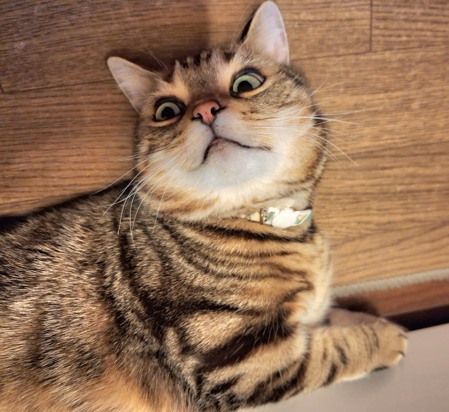 Kucing belang coklat berbaring di lantai