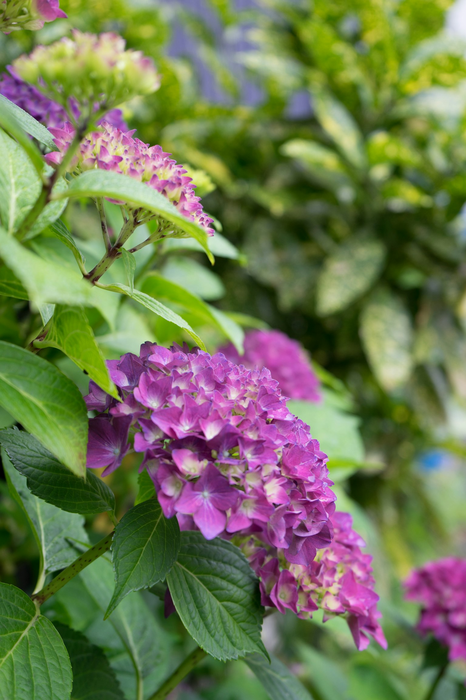 Fiori di ortensia viola vibrante con foglie verdi lussureggianti