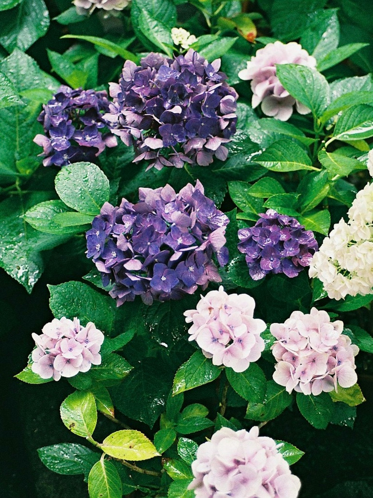 紫色和白色的绣球花被绿色叶子环绕