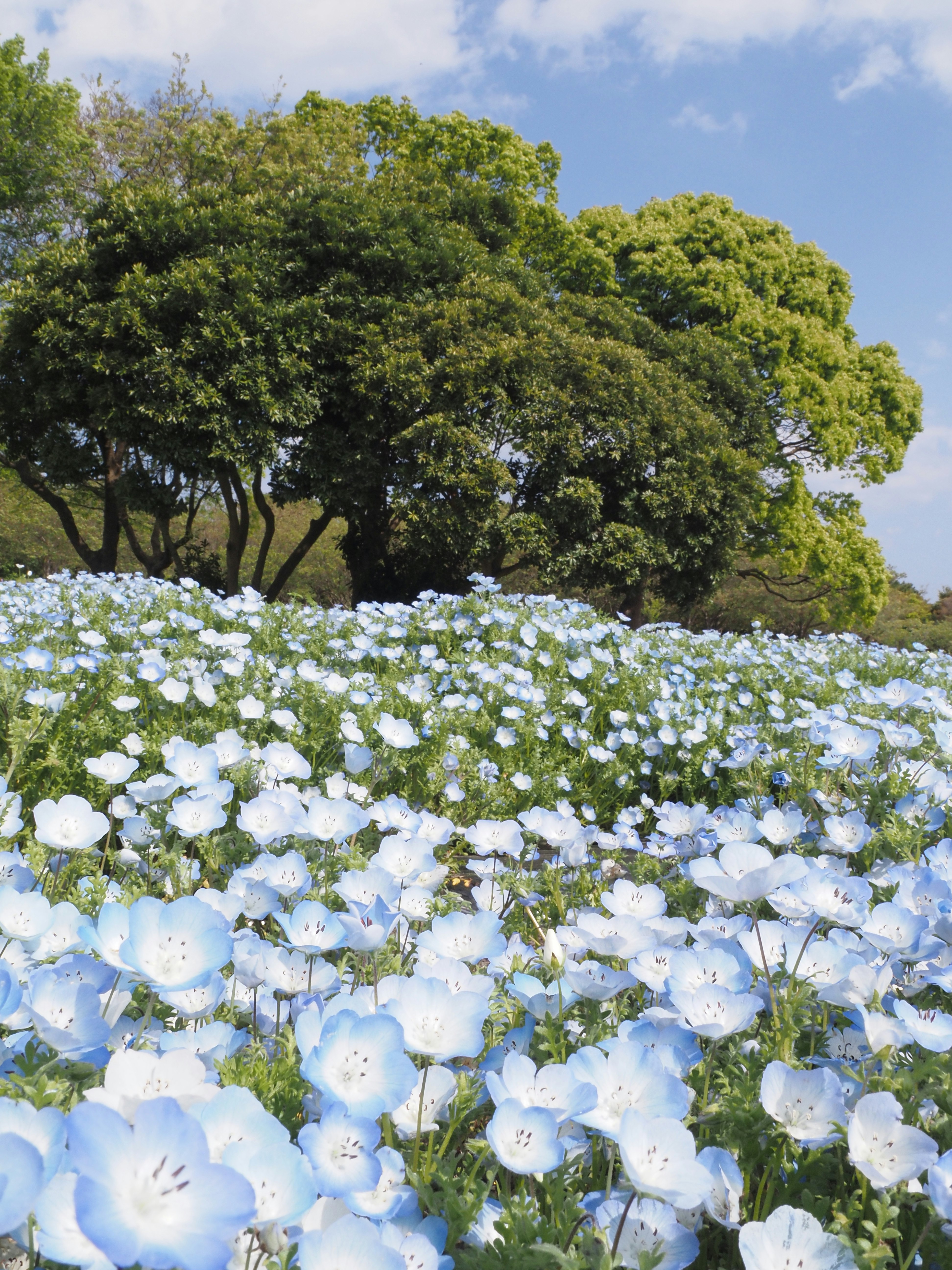 Nemophila-Blumenfeld mit großen Bäumen im Frühling