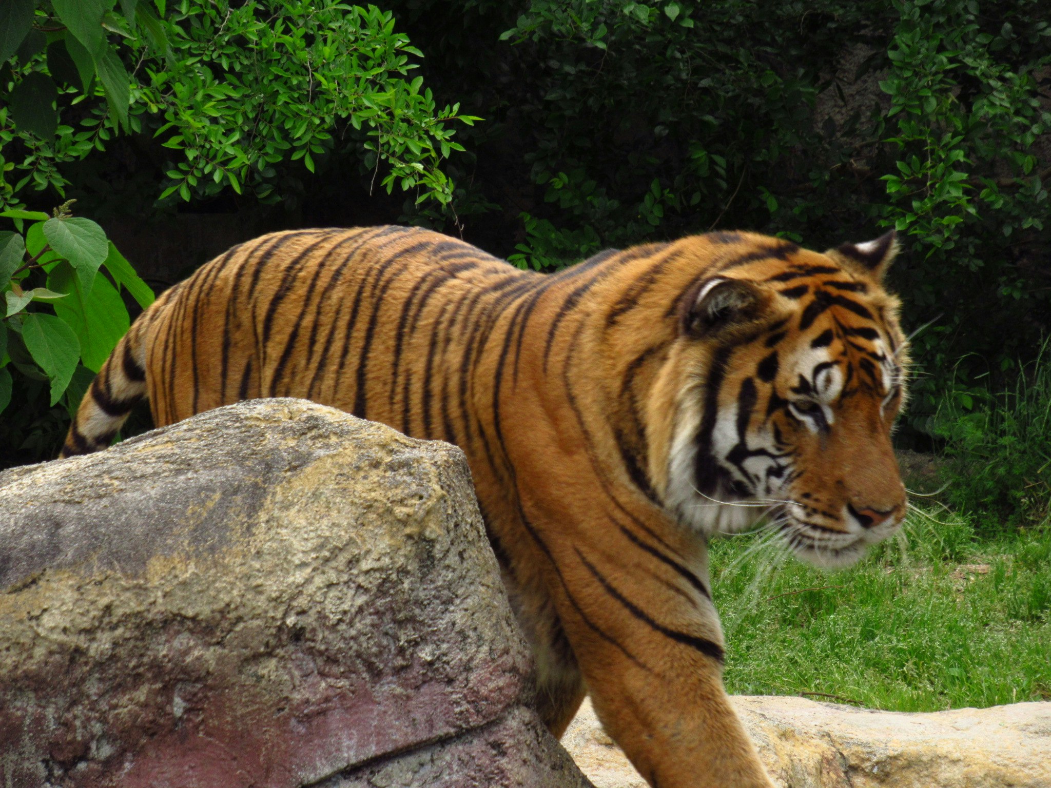 vue de profil d’un tigre marchant sur un rocher