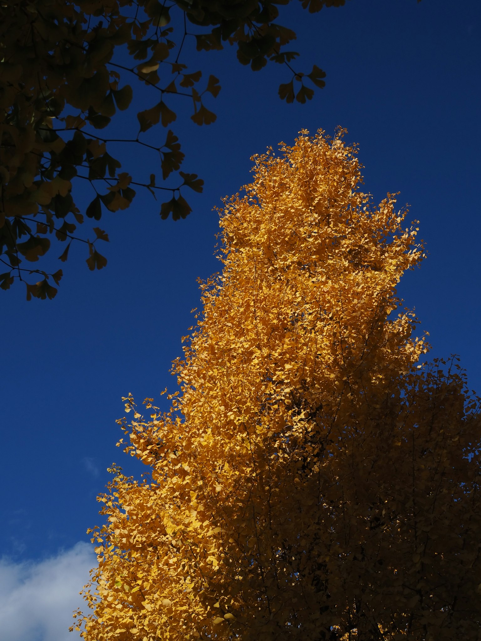 Alto albero con foglie gialle brillanti sotto un cielo blu