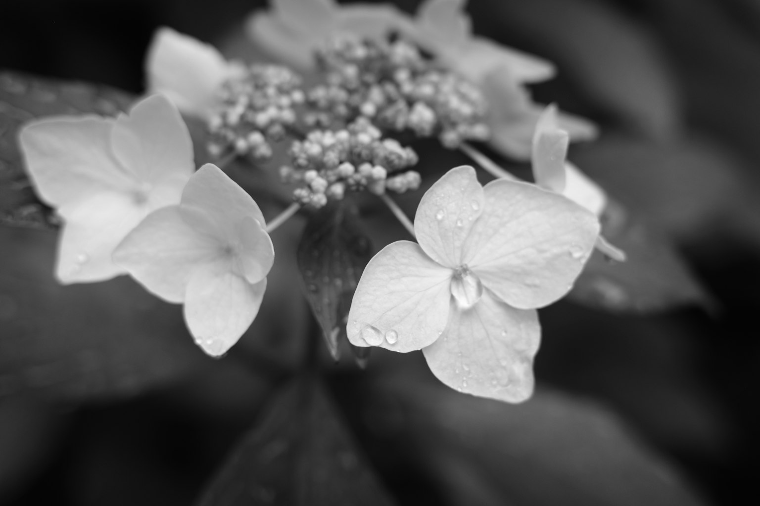 Close-up bunga putih dalam hitam dan putih dengan kelopak basah dan daun hijau