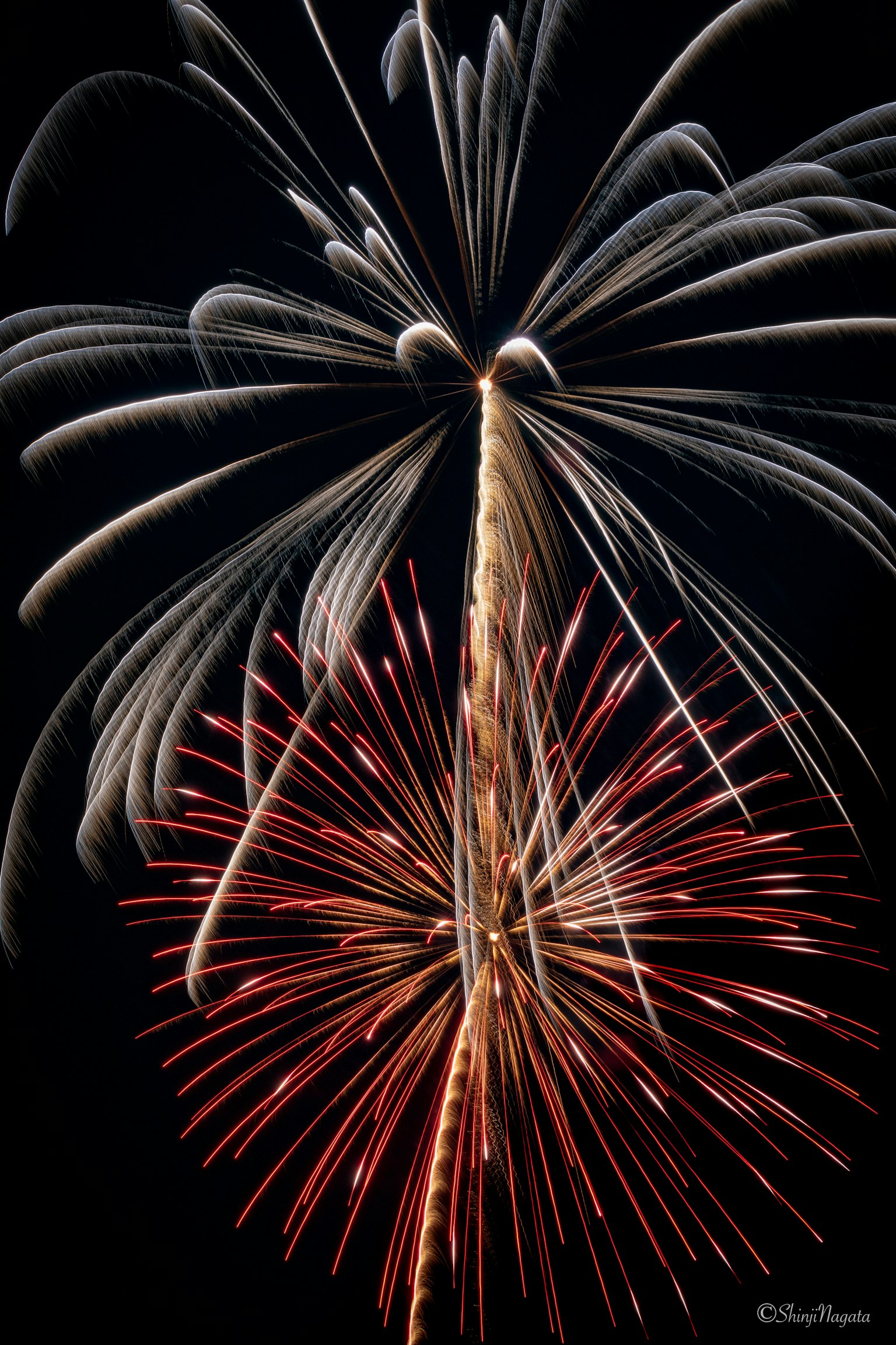 Hermoso espectáculo de fuegos artificiales floreciendo en el cielo nocturno